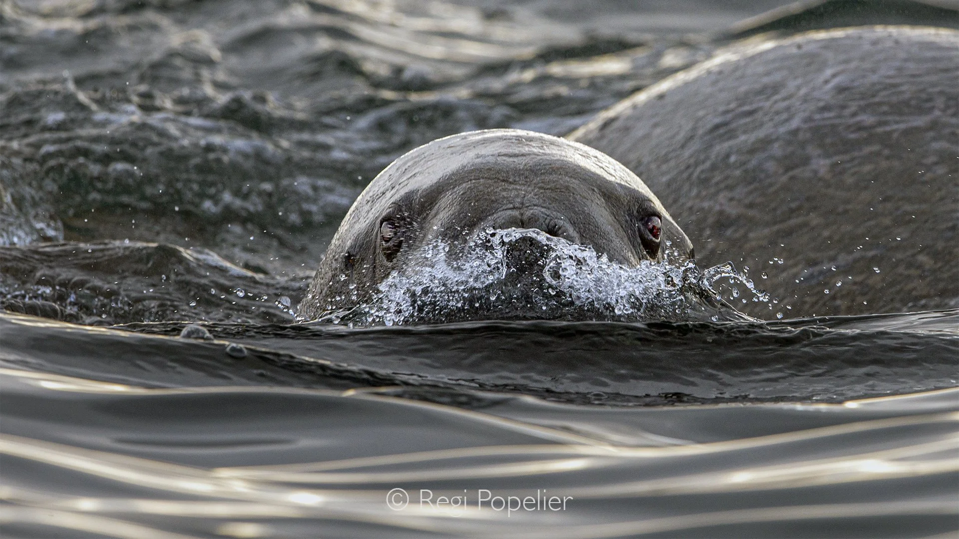 NPOLE023 - An intimate portrait capturing the character and gentle appearance of this giant of the Arctic.
