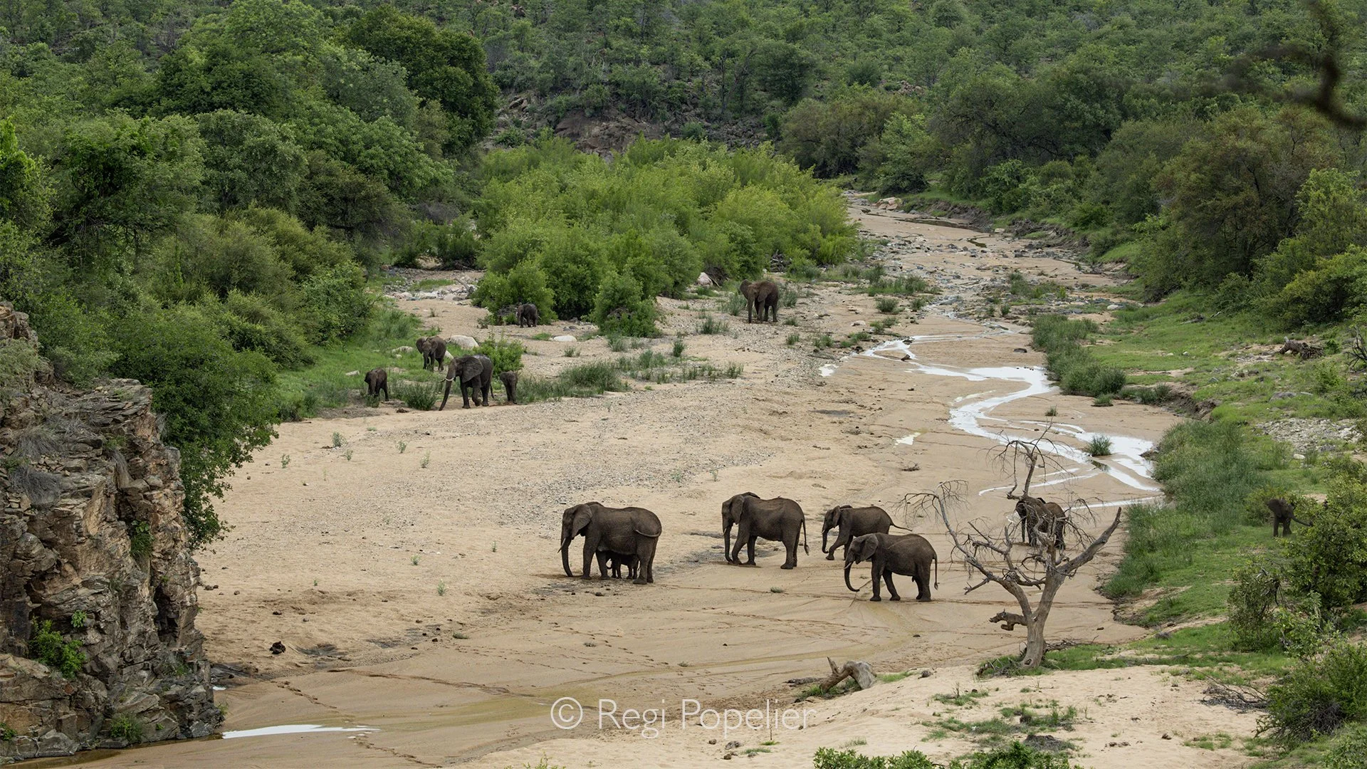 South Africa102 -  From this elevated perspective, their size and gentle movement become part of a beautiful natural composition, a memorable encounter in the African wilderness.
