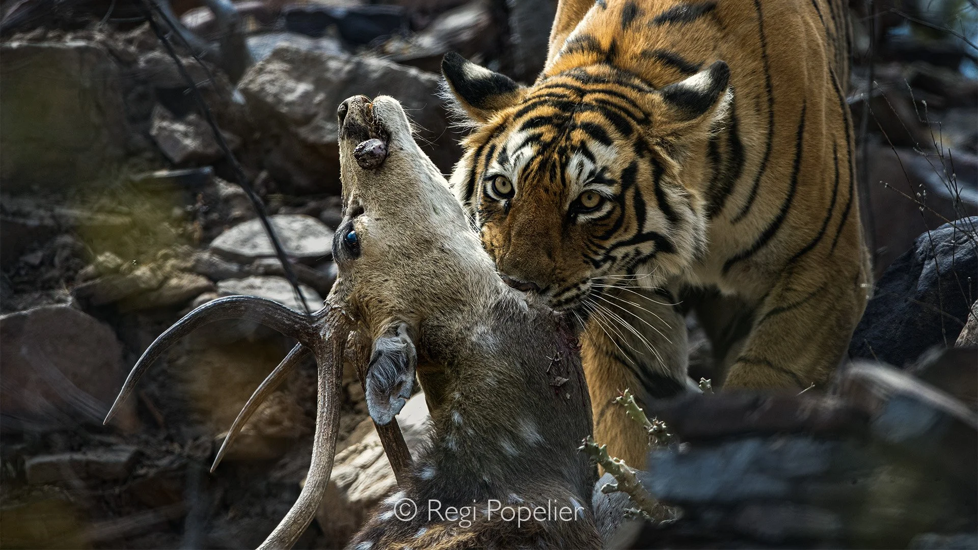 INDIA044 - Arrowhead, dragging her prey with unparalleled strength, a striking display of the sheer power and majesty of tigers in the wild.