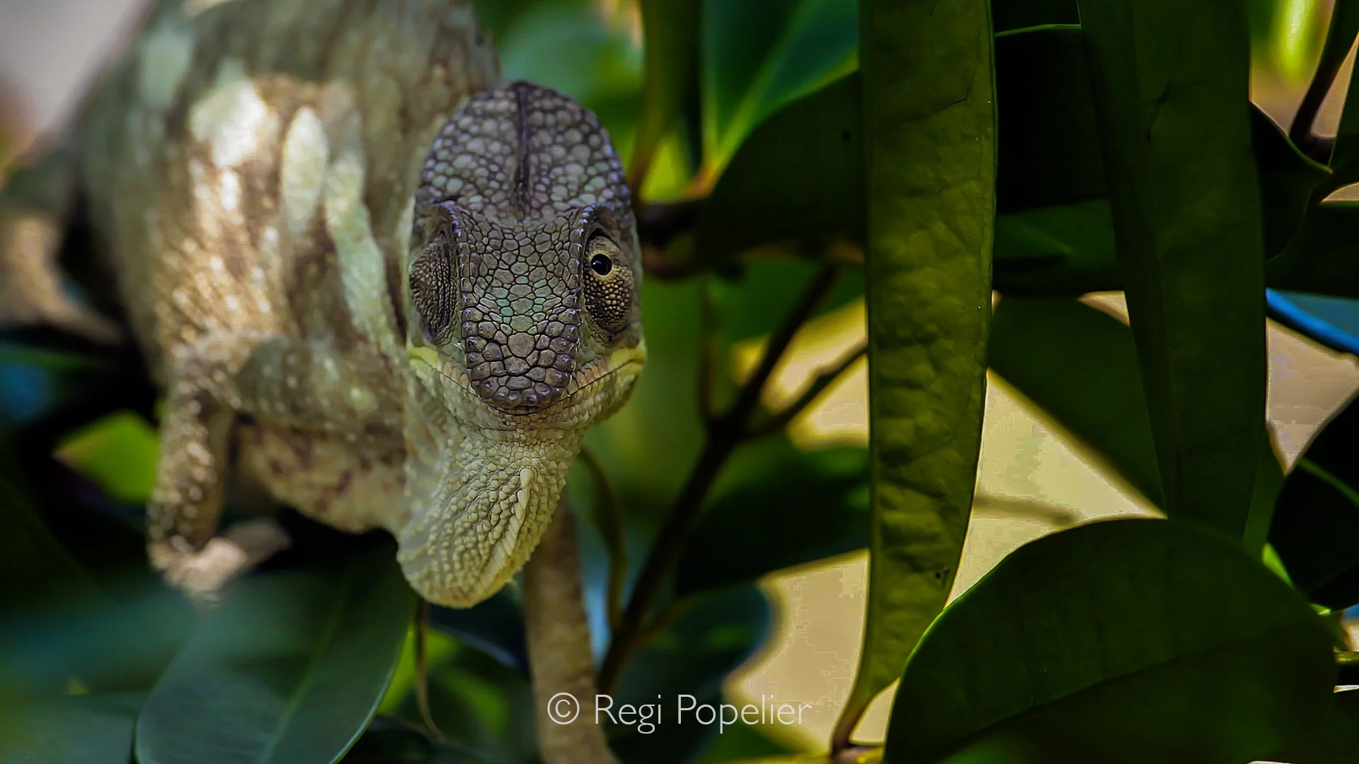 MADA021 - Short horned chameleon ?