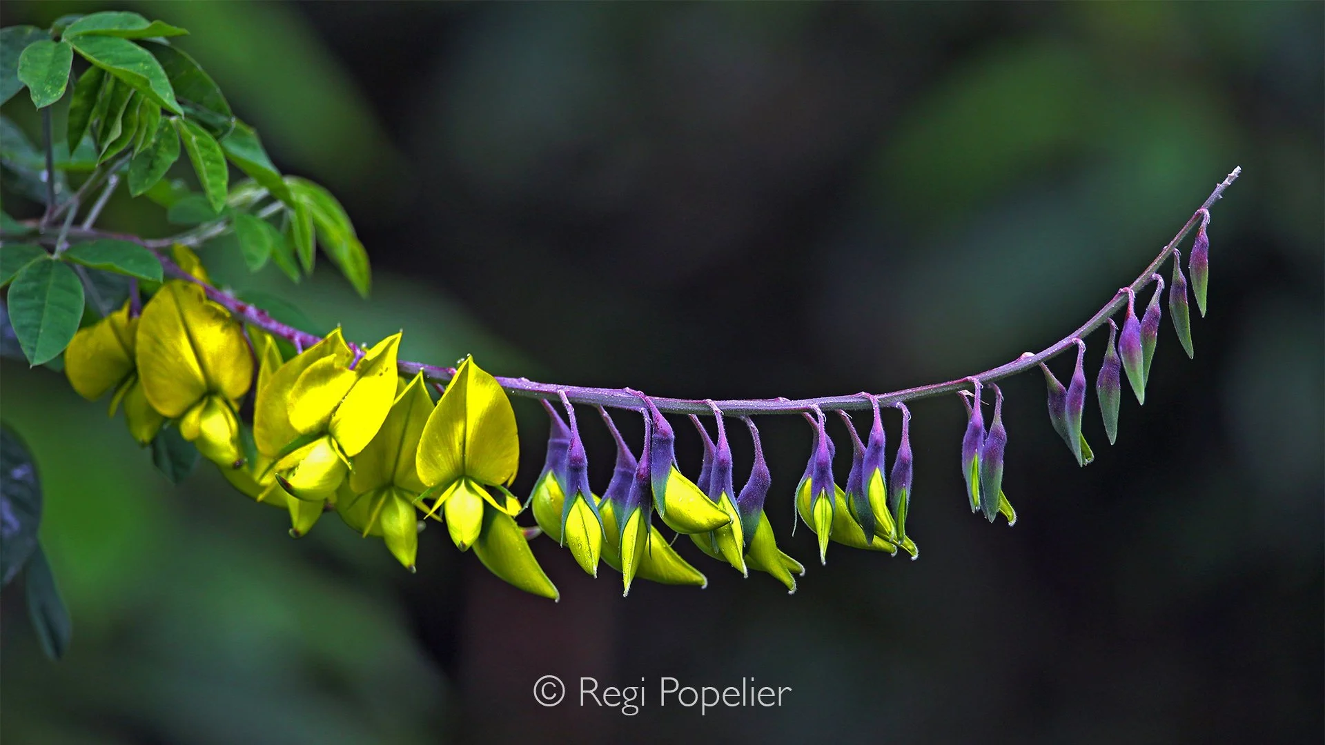 RWANDA088  -  Close up from the magnificent crotalaria agatiflora. The graceful form of each flower seems almost sculptural, showcasing the quiet artistry of nature often overlooked beneath the vast landscapes of Africa. A small botanical masterpiece