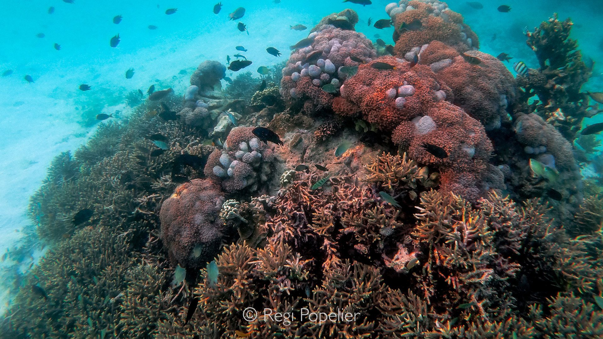 INDO100 - An entirely new world, where words fail to capture the awe and wonder of the experience