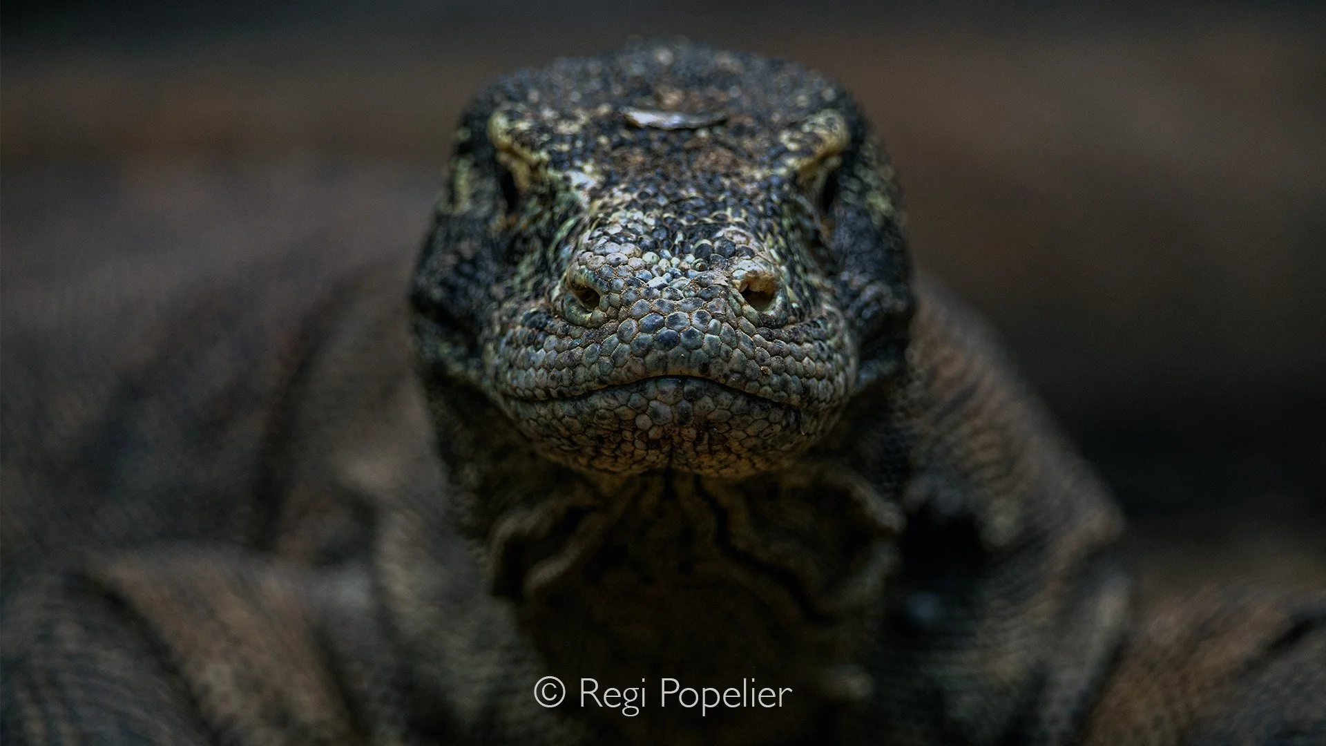INDO048 - The front side of the impressive head.
