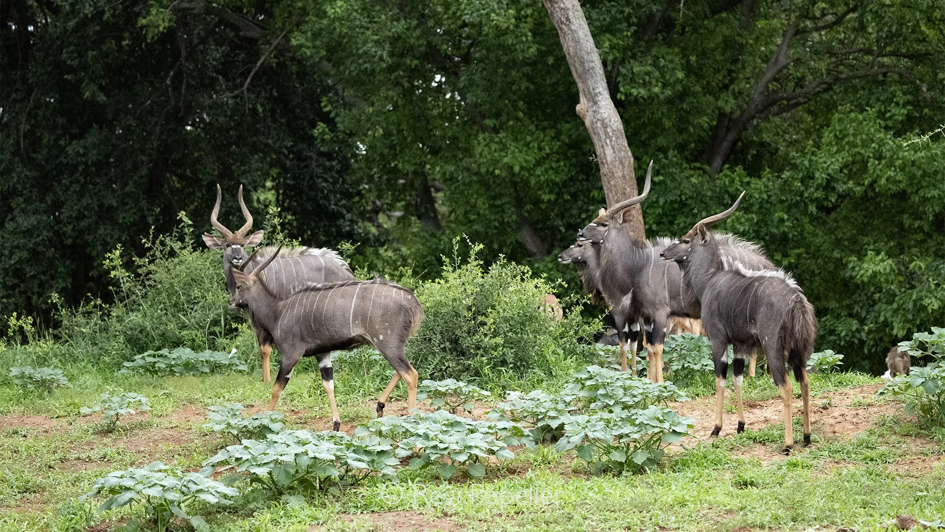 South Africa073 - I was surprised to discover so many male Nyala gathered together in the open surroundings of our lodge. Their presence so close to us offered a rare and fascinating glimpse into the social life of these normally elusive antelope, tu