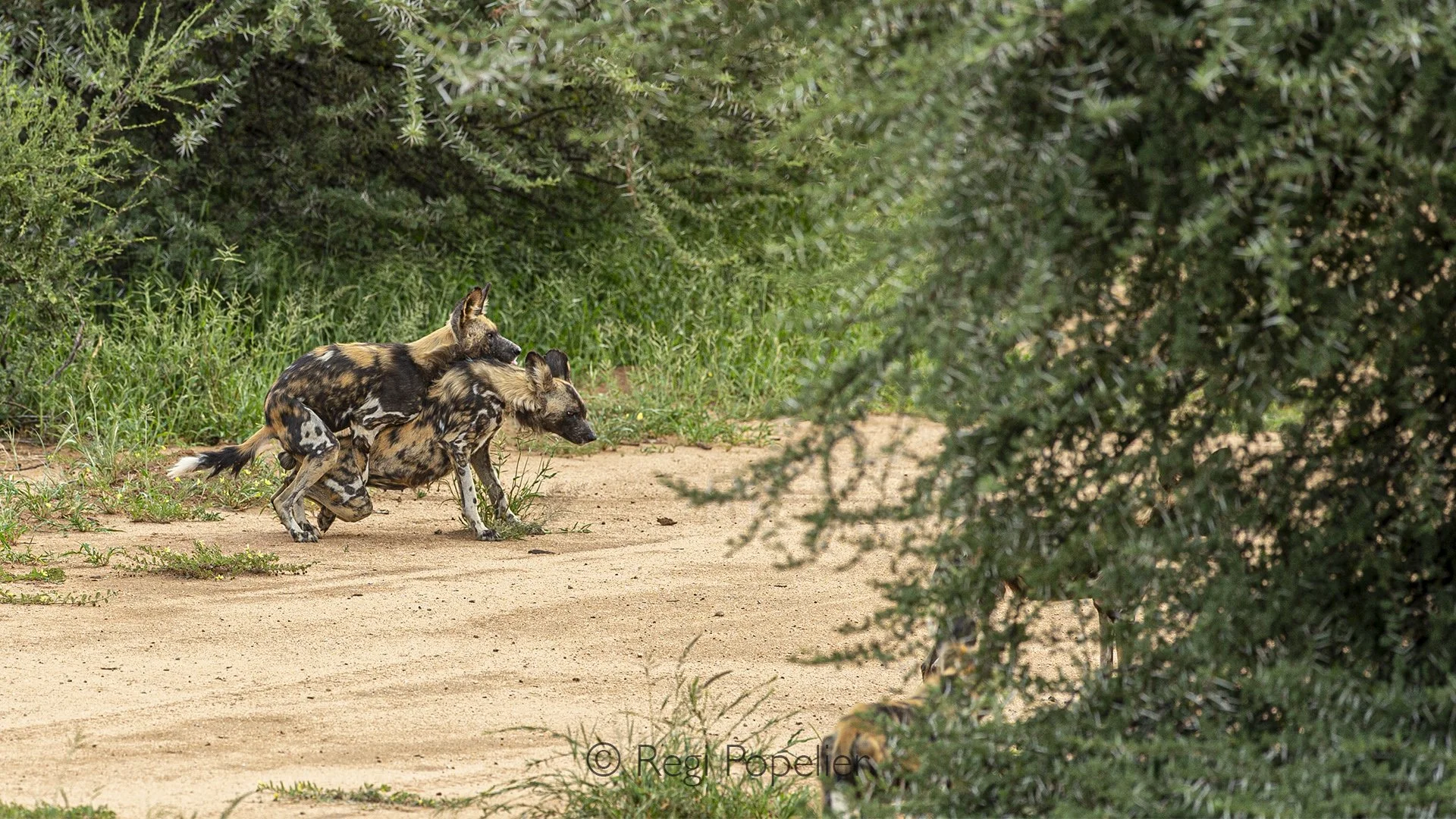 Namibia023 - The privilege of patience: Witnessing this brief, intimate event offers a rare glimpse into the complex social structure where typically only the dominant alpha pair reproduces to ensure pack survival.