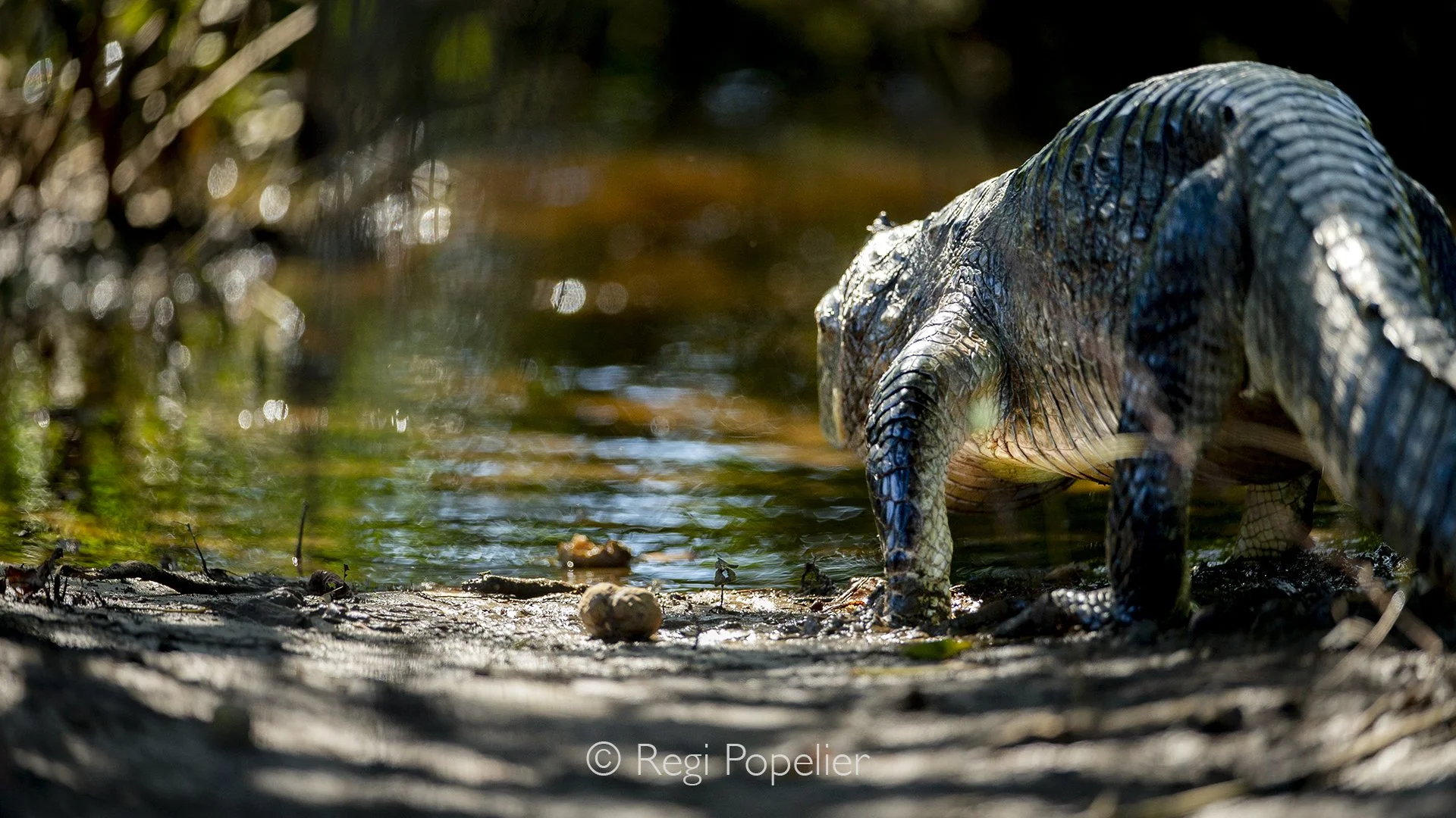 BOL012 - In the filtered light of a primeval swamp, the creature emerges—an ancient titan forged in the dawn of time. Its armored hide glistens like wet stone, each scale catching the sun as if remembering ages long forgotten. Heavy limbs press into 