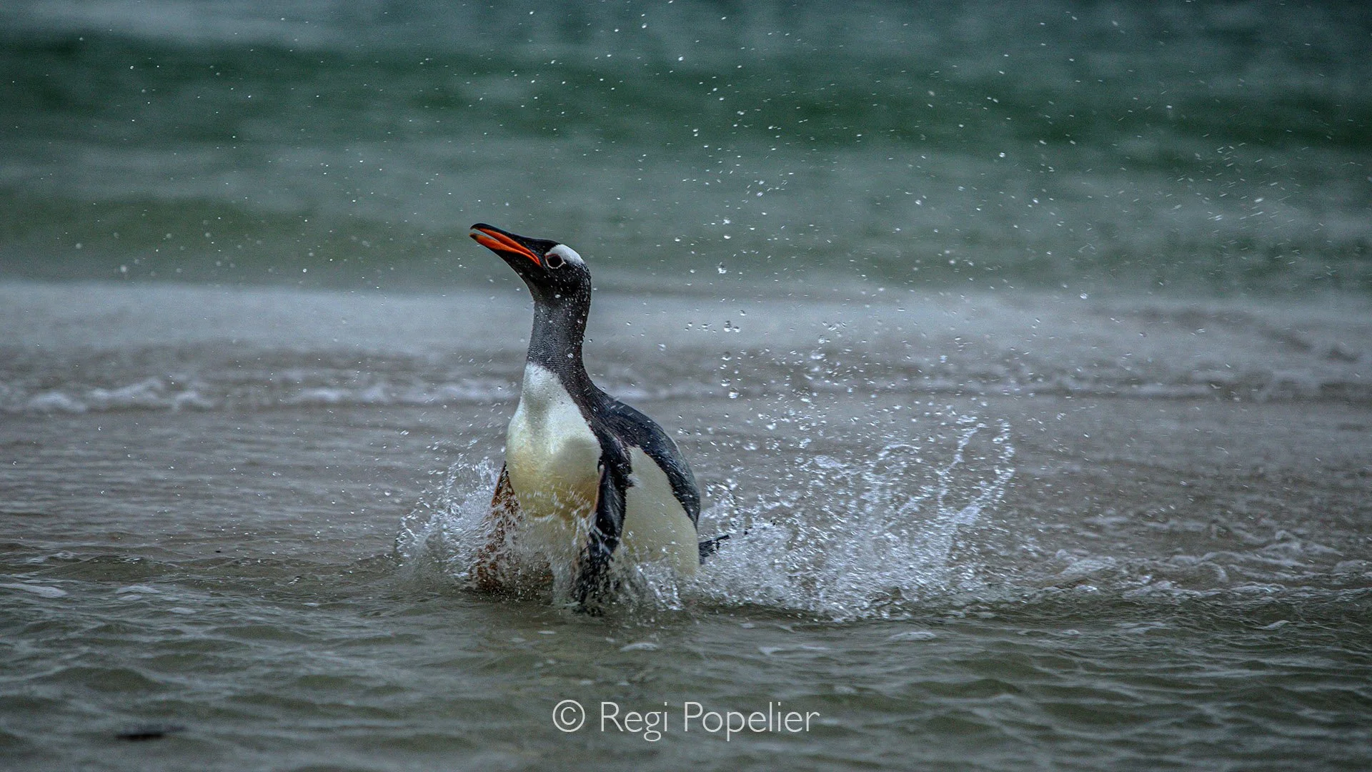FAL008 - Gentoo penguin returning from sea. 