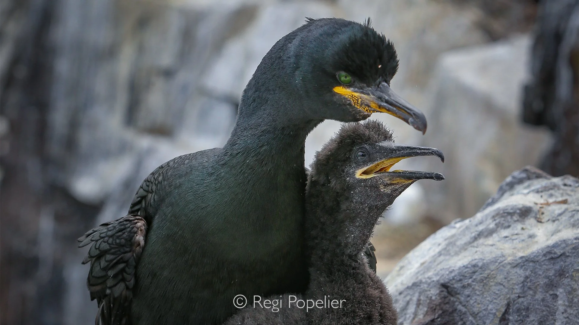 Scotland033 -  European Shag with chick.