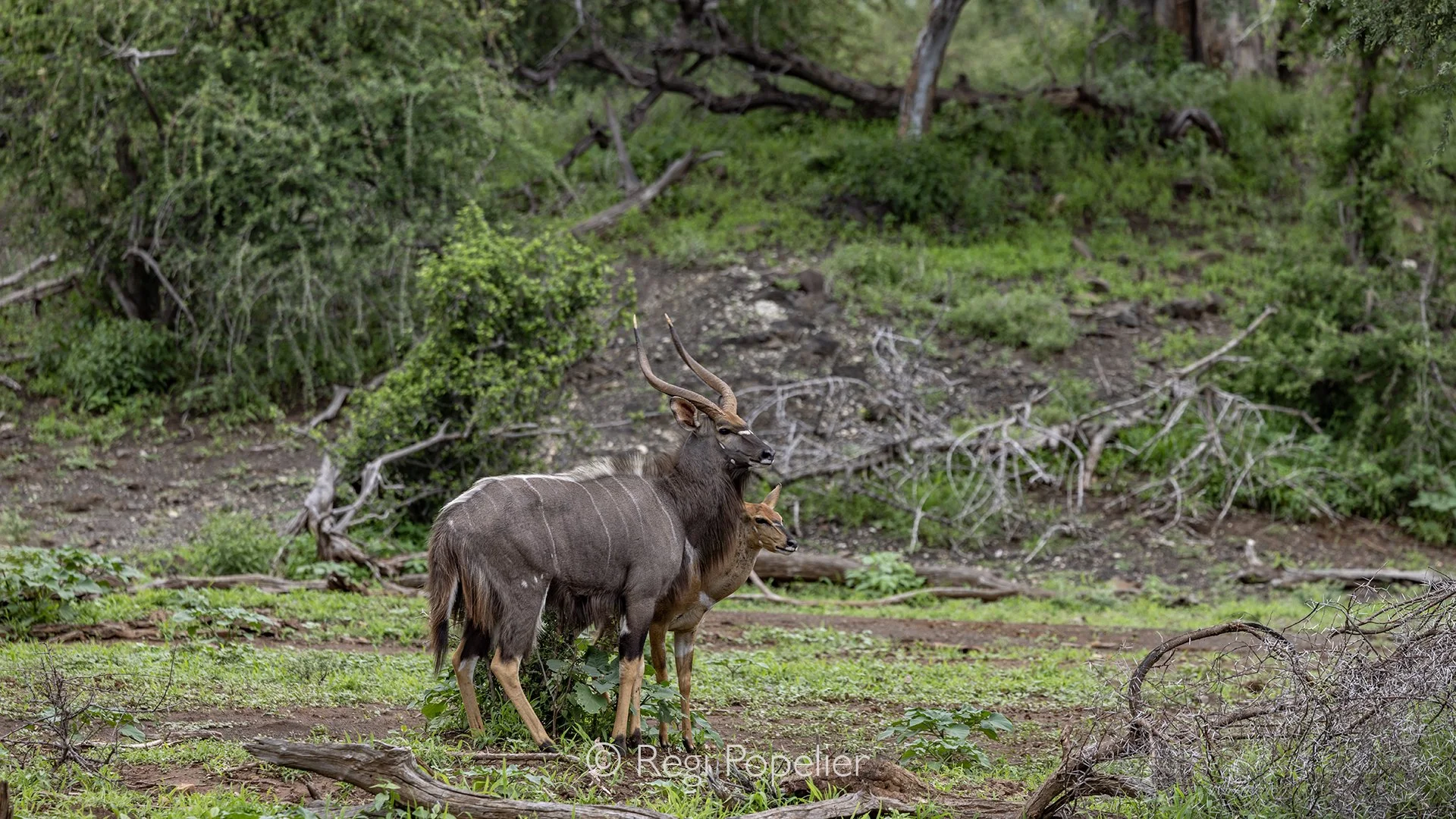 South Africa069 - In the open landscape near Pafuri Lodge, a magnificent male Nyala moves carefully around a female in an elegant courtship display. His striking markings and confident posture contrast beautifully with the softer presence of the fema