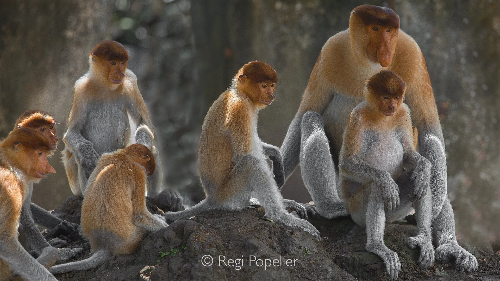 BOR004 - Family of proboscis monkeys gathering at a feeding site. Showcasing the social life of Borneo’s unique primates.