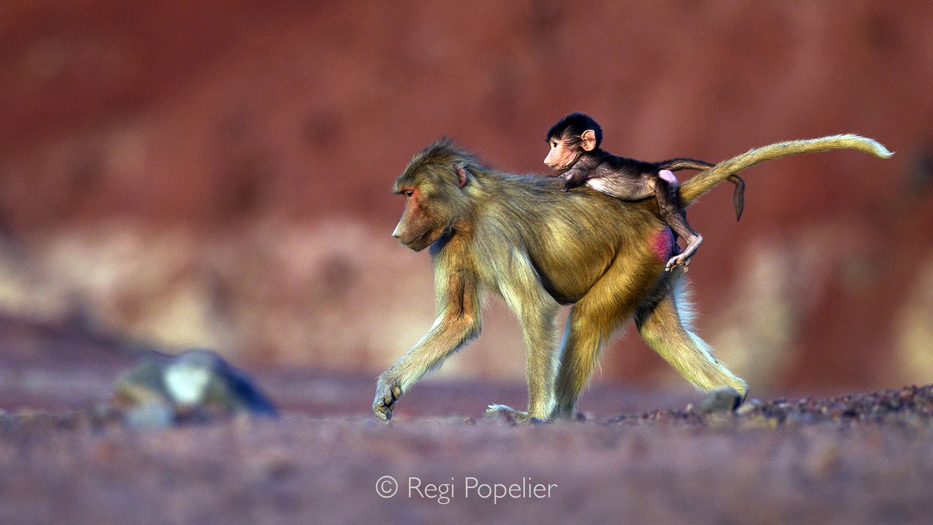 ETH052 - On the walk with her clinging baby 