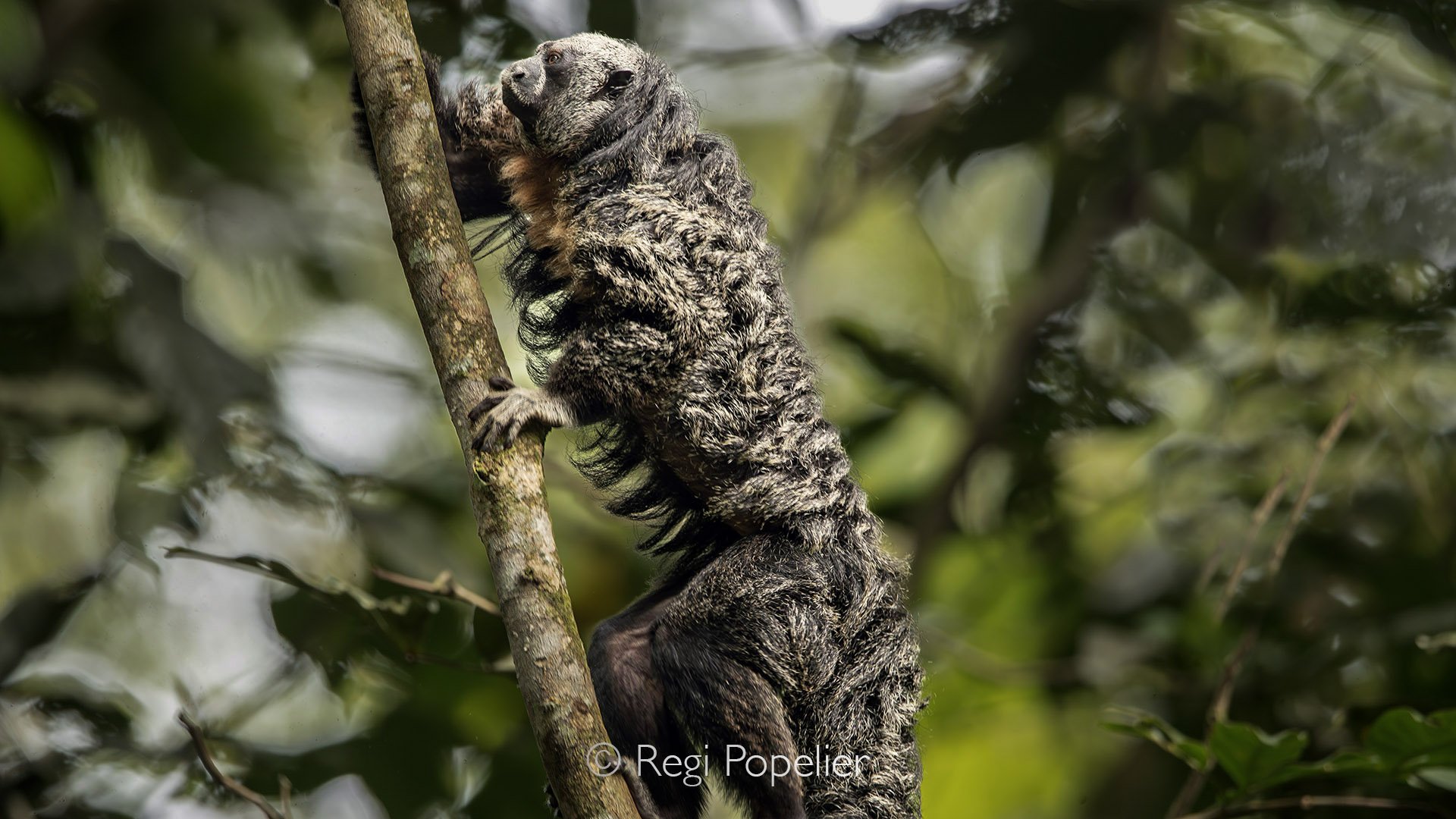 EQ018 - The mysterious Napo Saki climbing in a tree at Yasuni NP. 