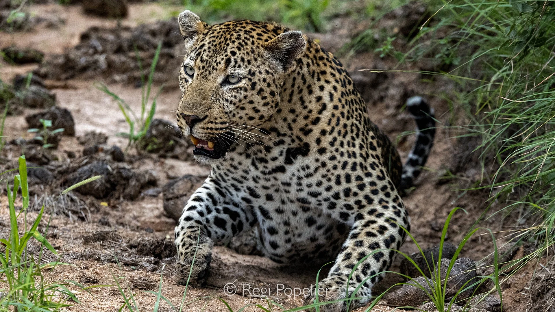 South Africa114 - A male leopard watches with an unmistakable intensity, his powerful presence a quiet warning that this is not an animal to be taken lightly.