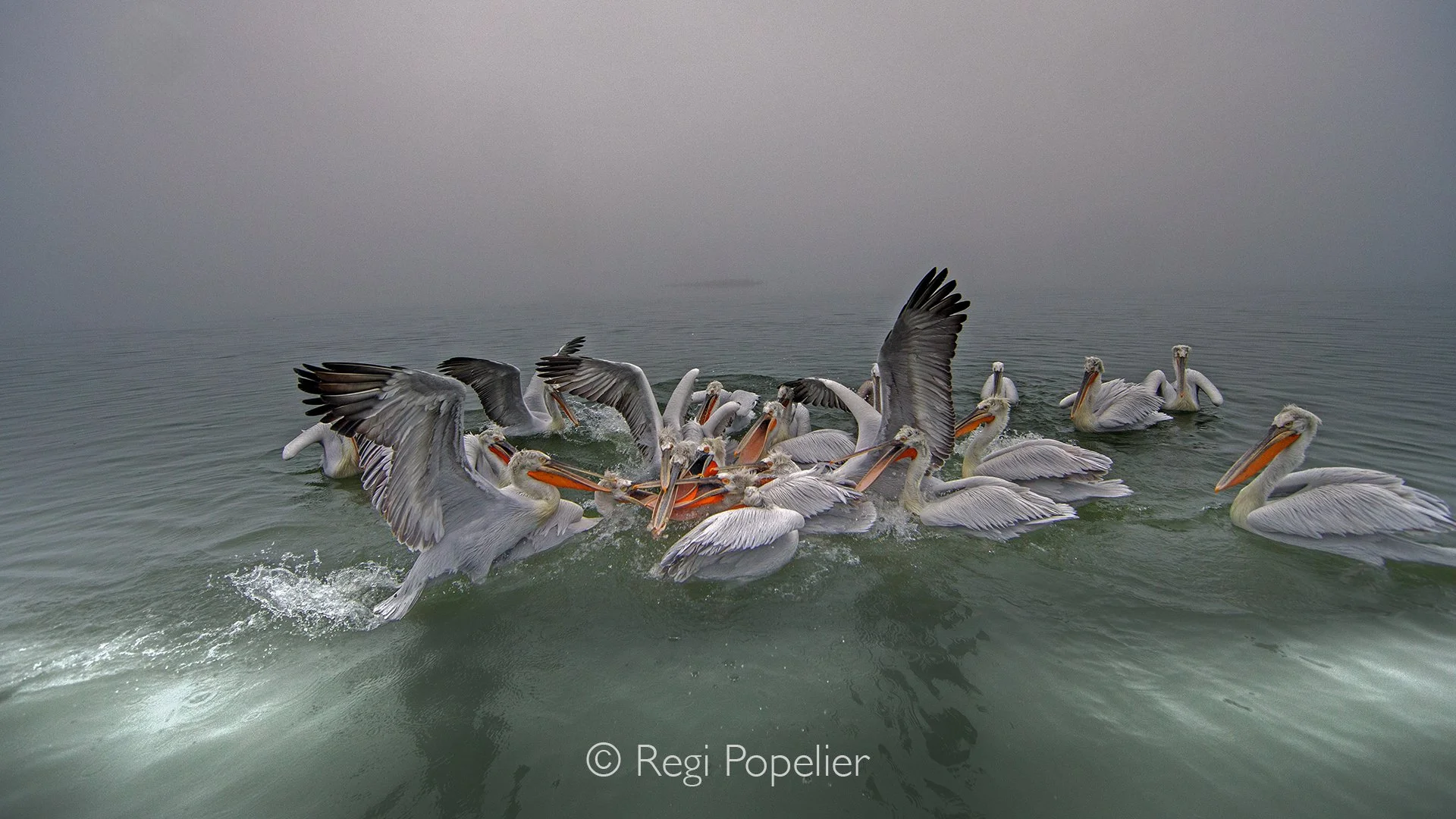 GRE004 - Our first encounter came through the morning haze: a group of pelicans. They would remain with us throughout our photographic adventure.