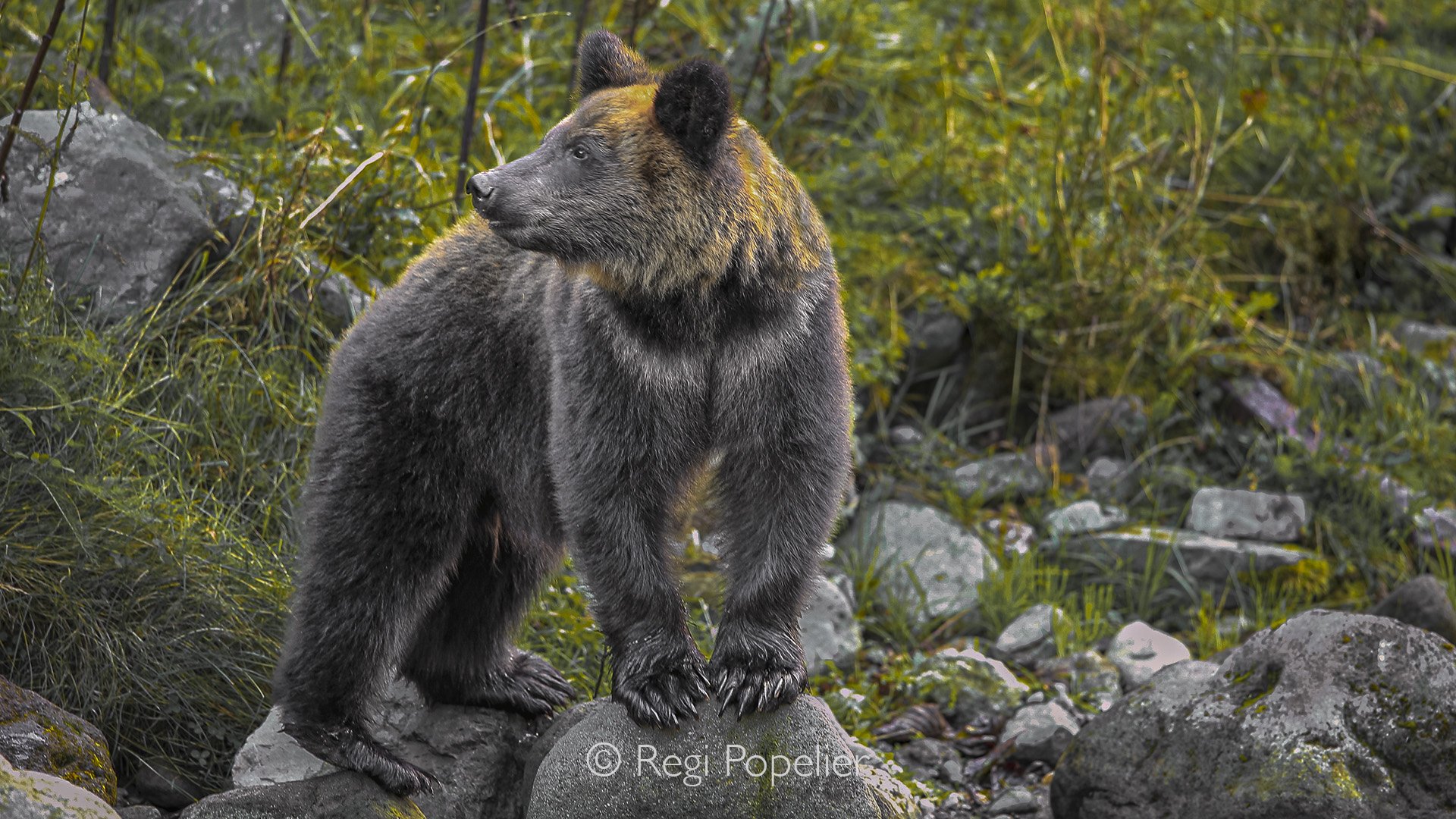 HOK008 - Ezo Brown bear at the river while trying to catch salmon 