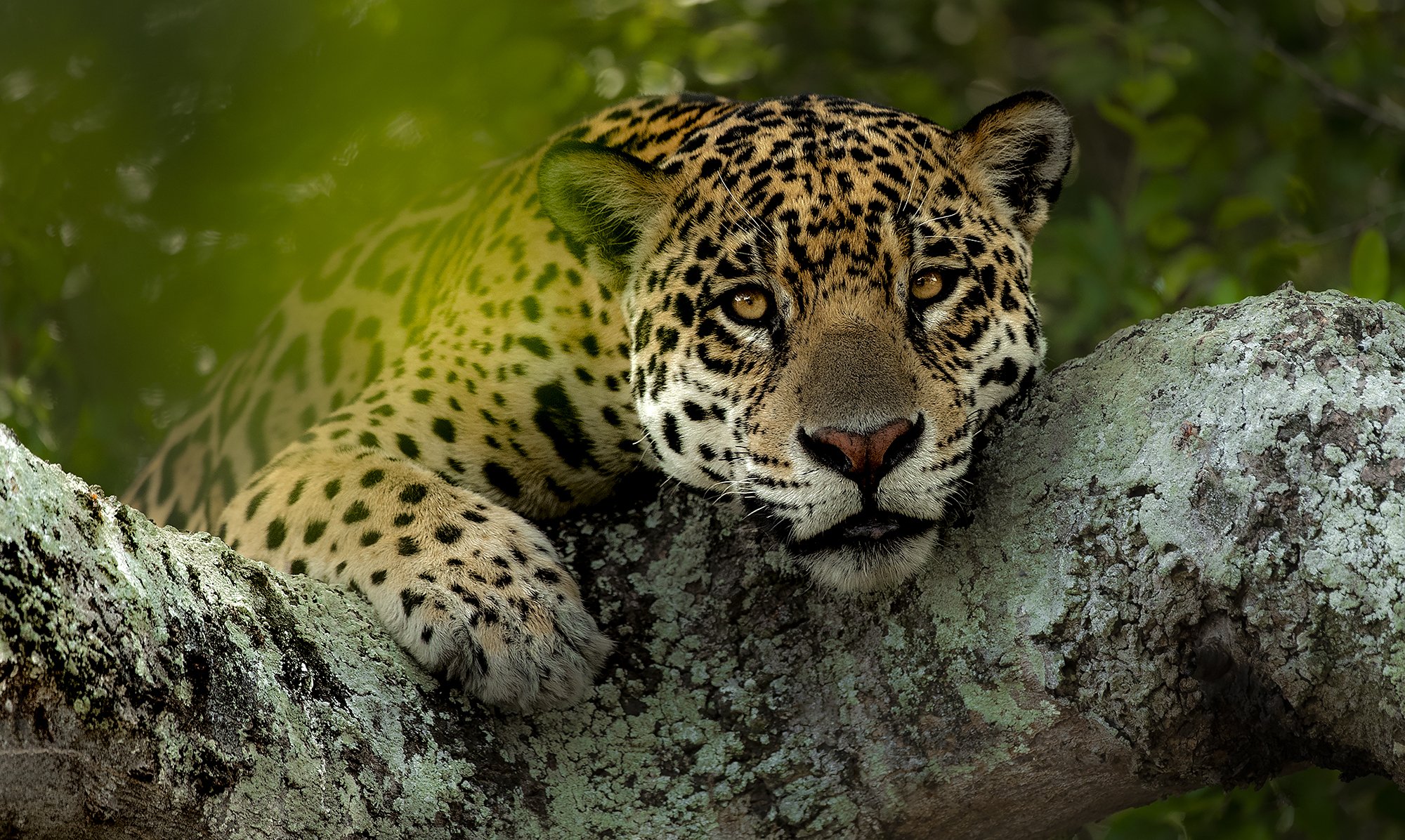 Vigilant