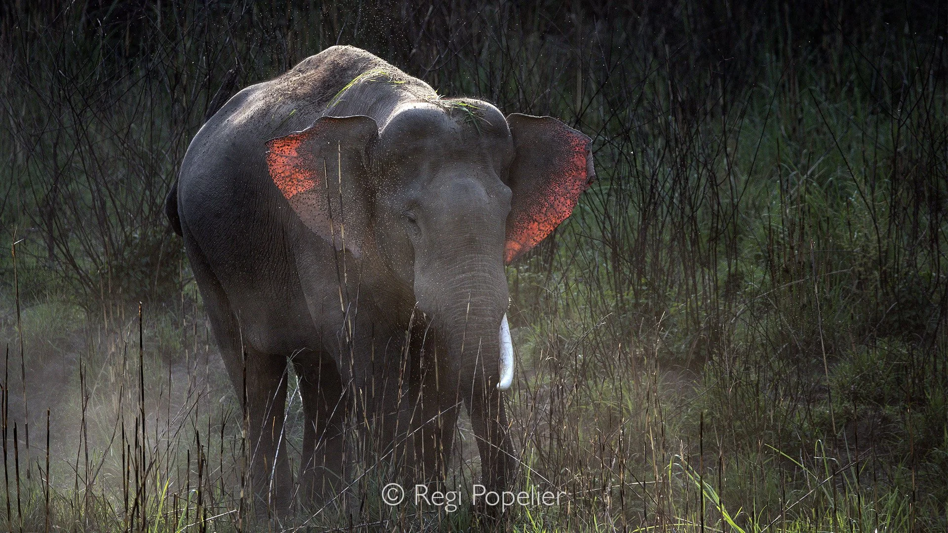 INDAI062 - Indian elephant photographed with back light. 