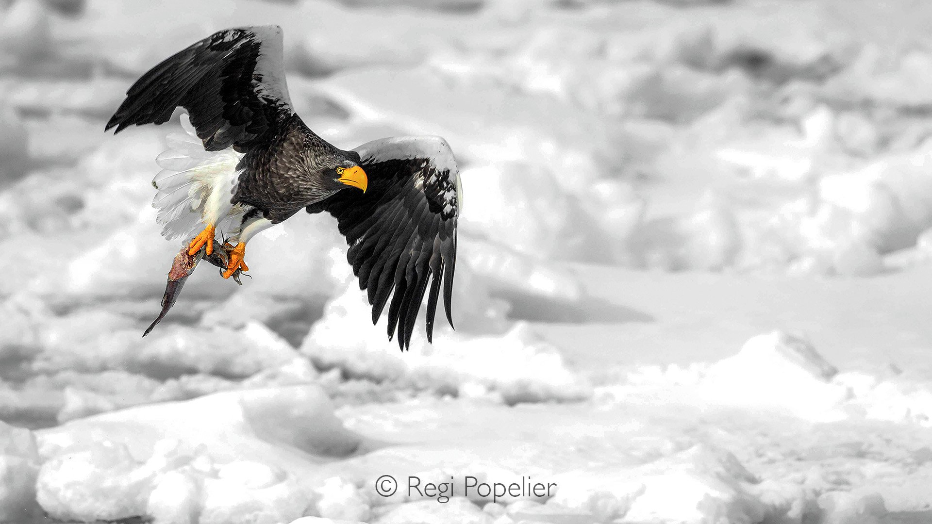 HOK053 - A Steller’s Sea Eagle crouched low on the frozen ice, In a heartbeat, it lunged, talons closing around its prize.
