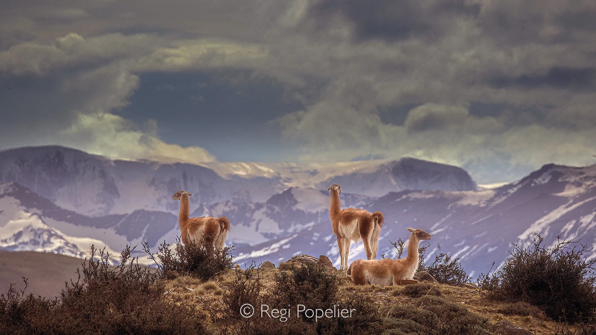 CHILI028 - Through a photographer’s eyes, the moment sharpens, guanacos standing on the rim of the mountains, perfectly framed against a splendid backdrop, clouds layered behind it as if composed by hand. Light arrives just in time