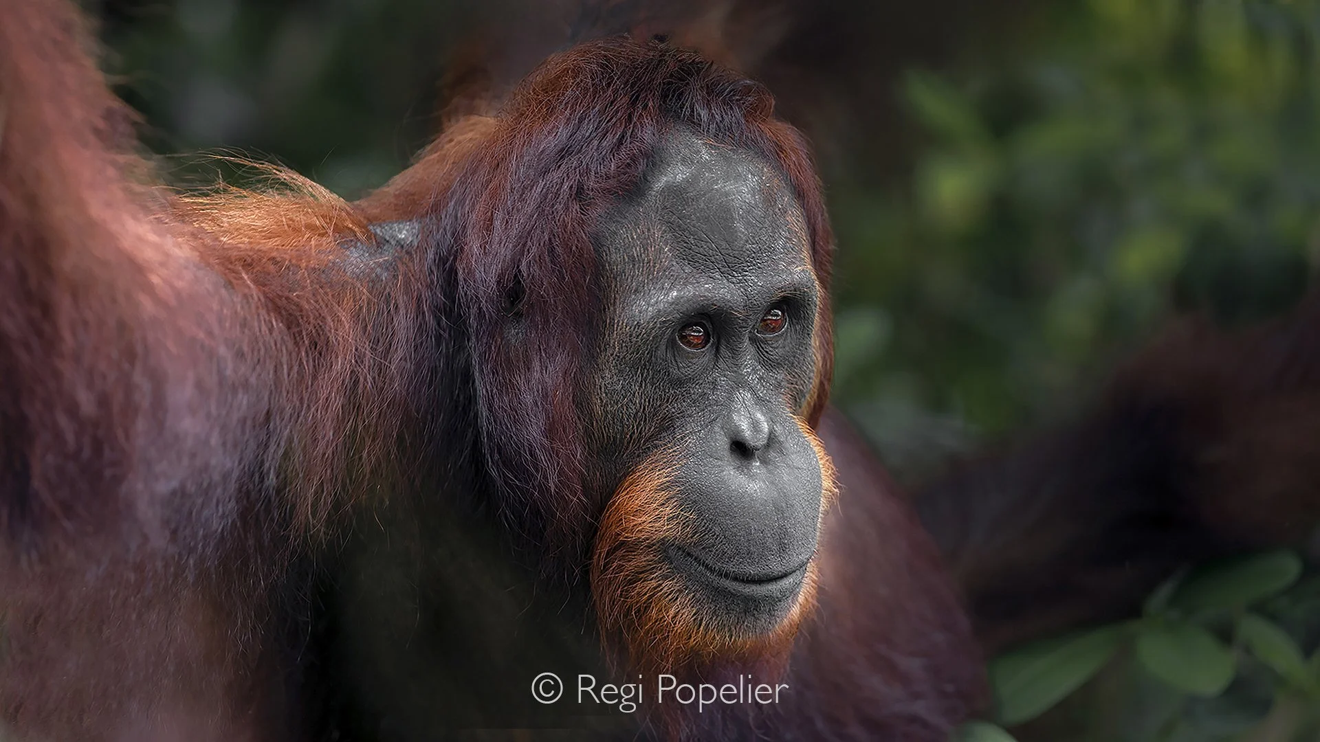 BOR010 - A weathered orangutan pauses at the forest’s edge,  hands shaped by centuries of trees, watches the world pass sideways, as if asking the wind and the years:
what future waits for one who remembers the old forest?