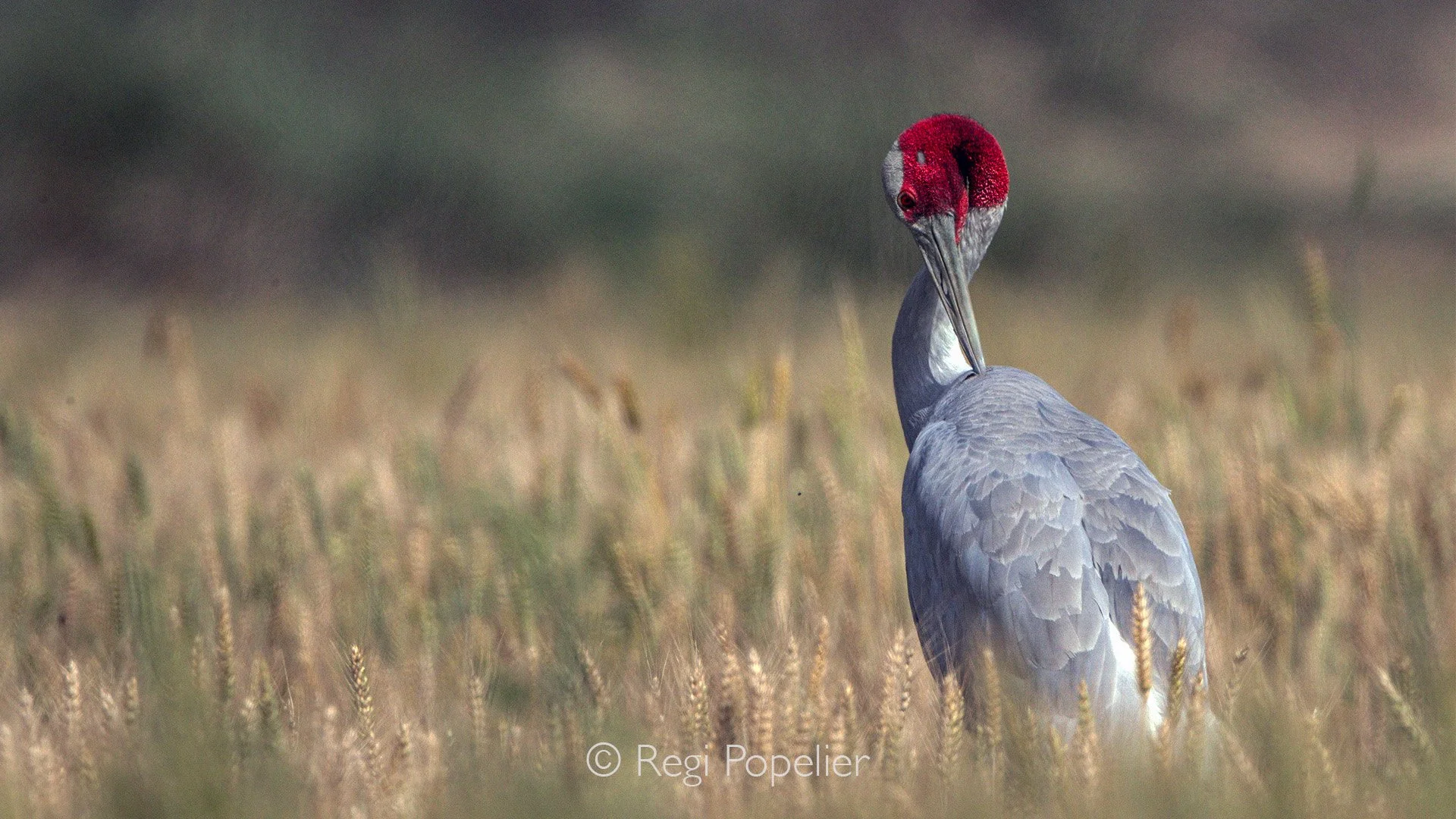 INDIA022 - Sarus Crane,  we found them at about 50 km away from bharatpur. 