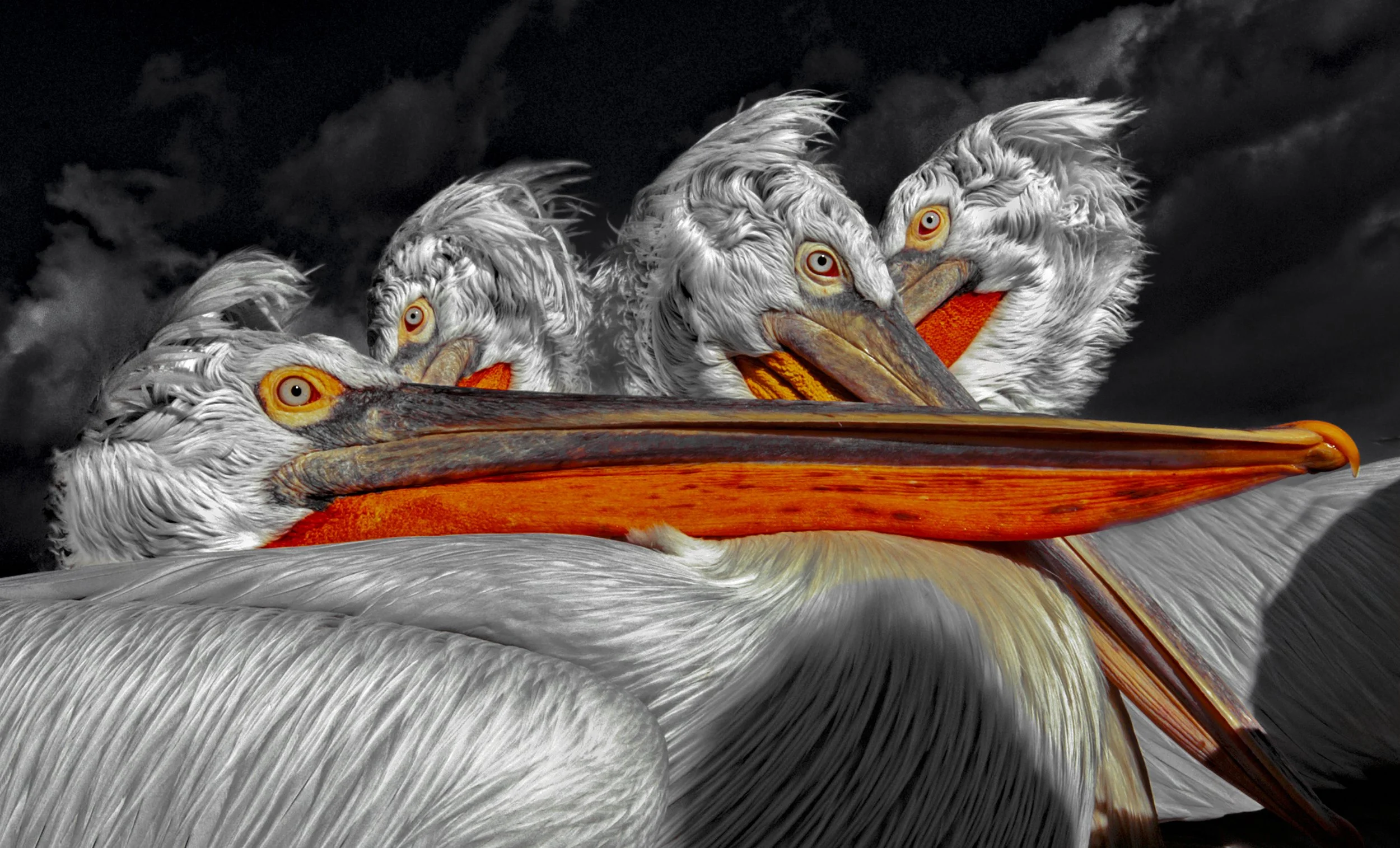 Birds