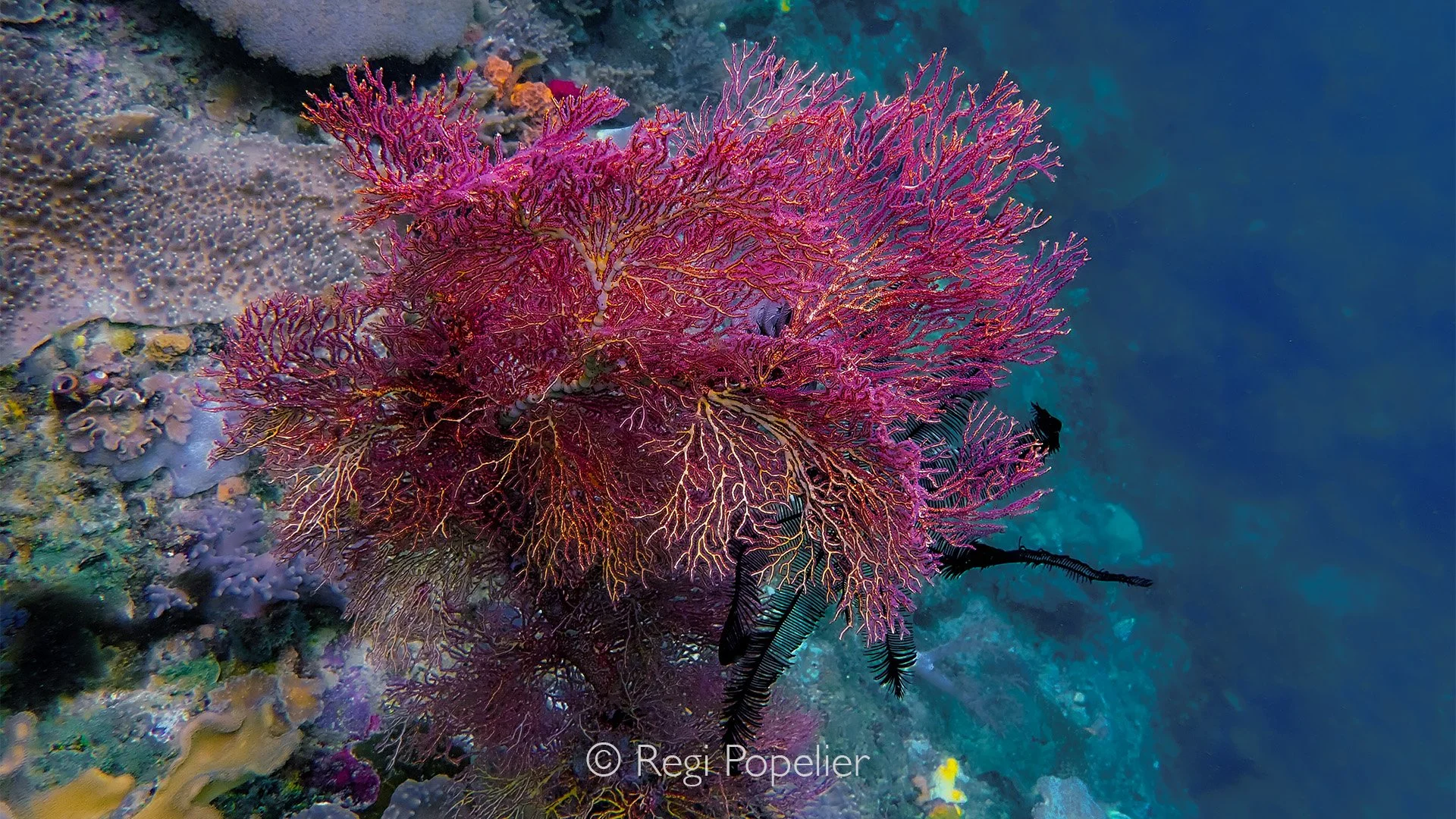 INDO106 - Knotted fan coral (Melithaea ochracea). 