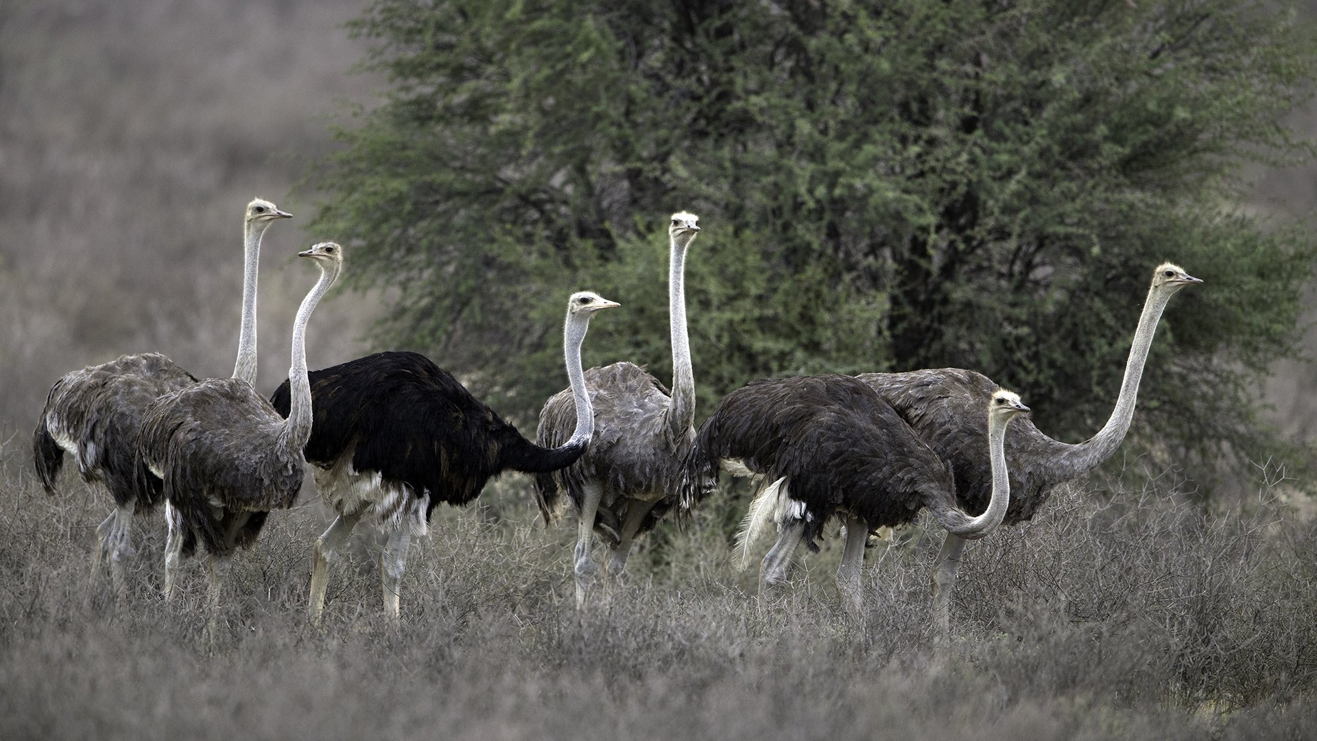 South Africa039 - Using a different exposure, the ostrich becomes an almost dreamlike silhouette emerging from the high grasses. The altered light transforms the scene into a study of shape, shadow, and atmosphere.