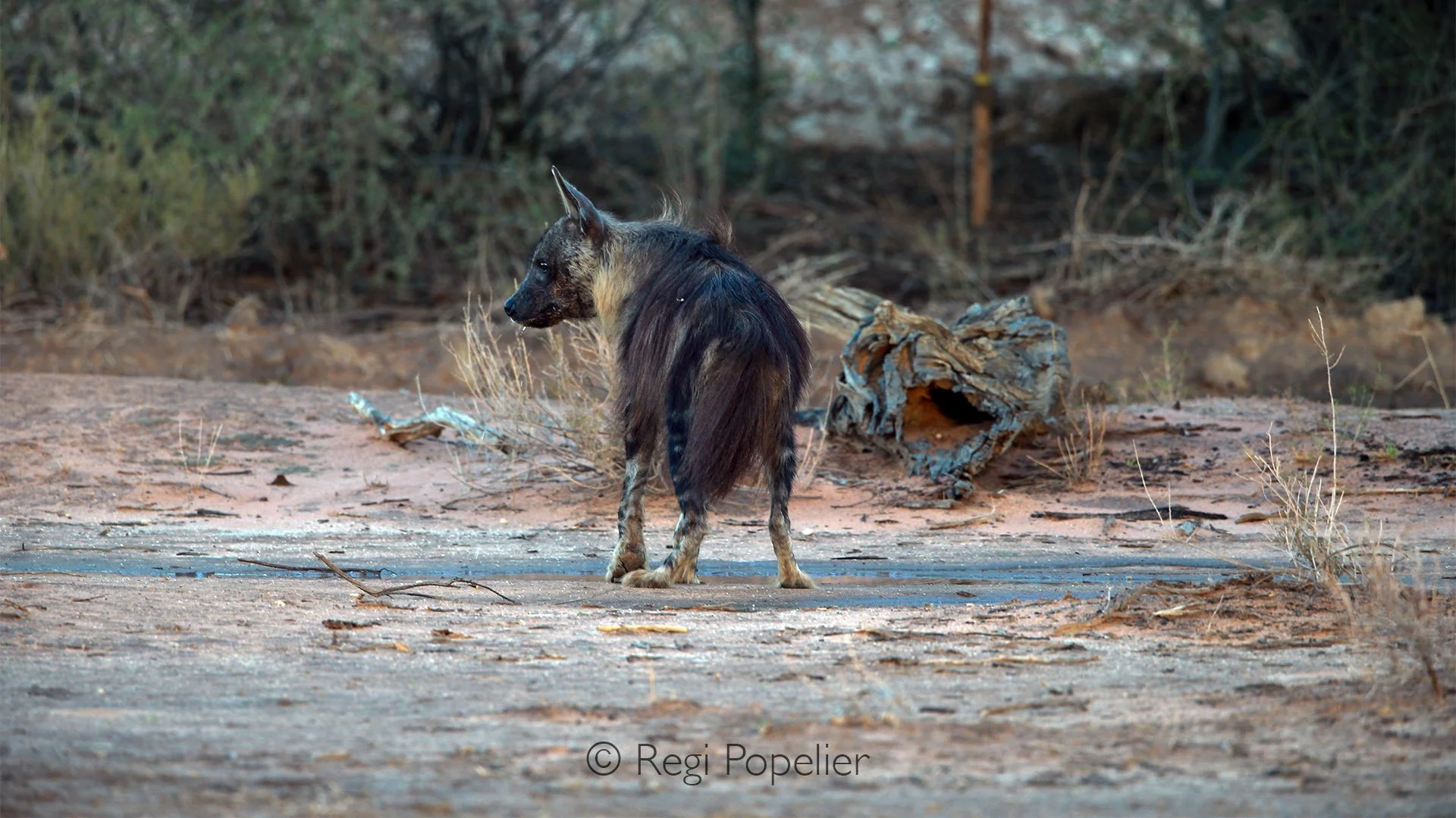 South Africa011 - With its back turned toward me, a solitary brown hyena disappears into the vastness of the Transfrontier Kalahari, leaving only its shaggy silhouette against the red earth. There is something profoundly mysterious about this quiet d