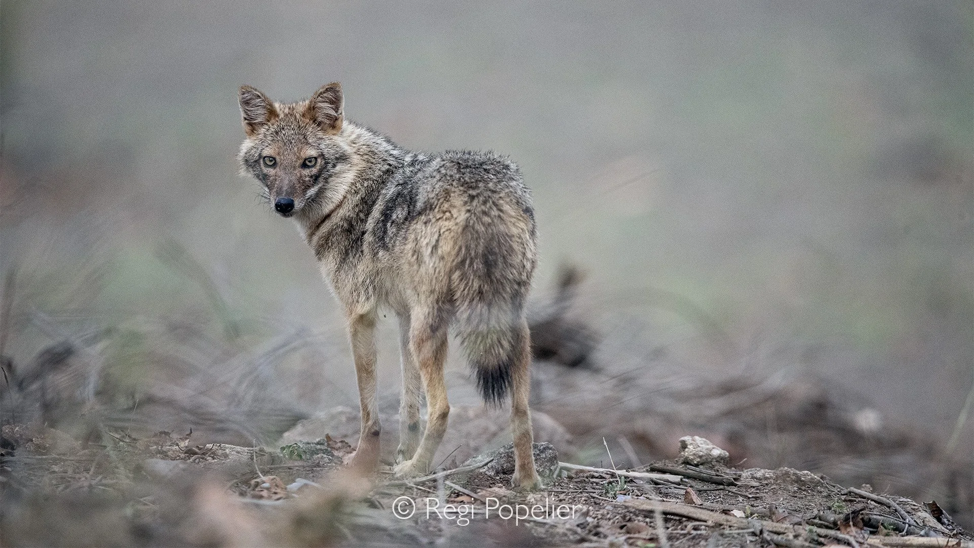 INDIA083 - Golden Jackal (Canis aureus). Kanha NP.