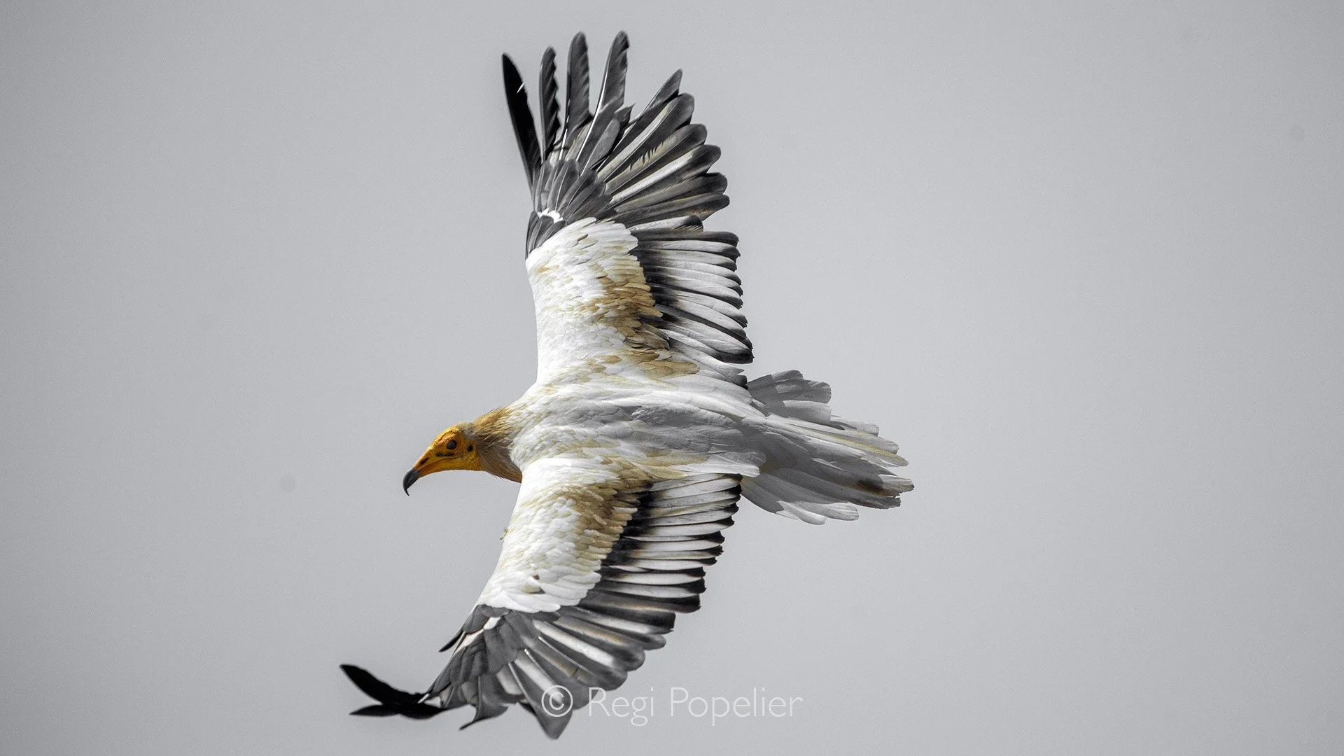 ETH025 - Egyptian vulture in flight , frequently seen bird.