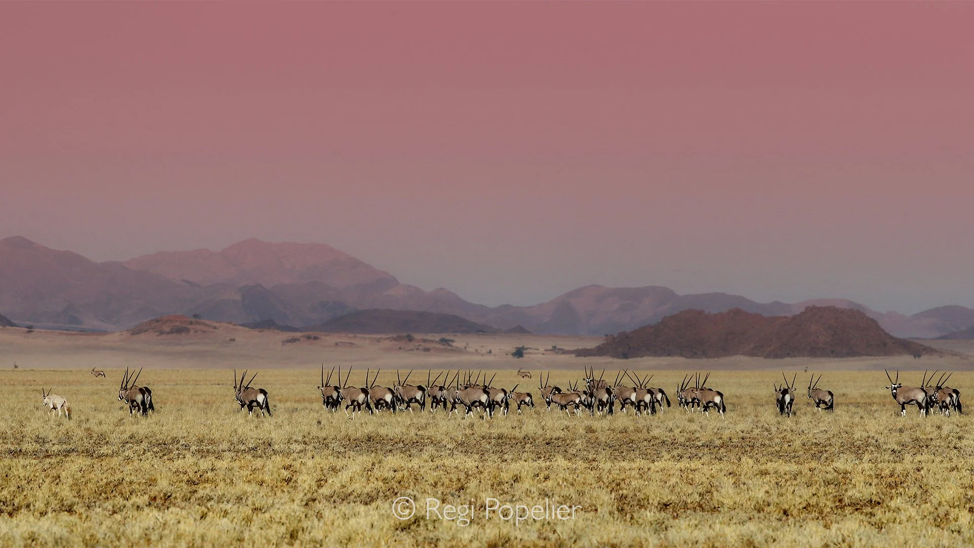 Namibia070 - Behind the lens of a landscape transformed. This striking composition captures how a beautiful, seemingly empty Namibian landscape can instantly transform into a living tapestry. The uniform alignment of their long, rapier-like horns cre