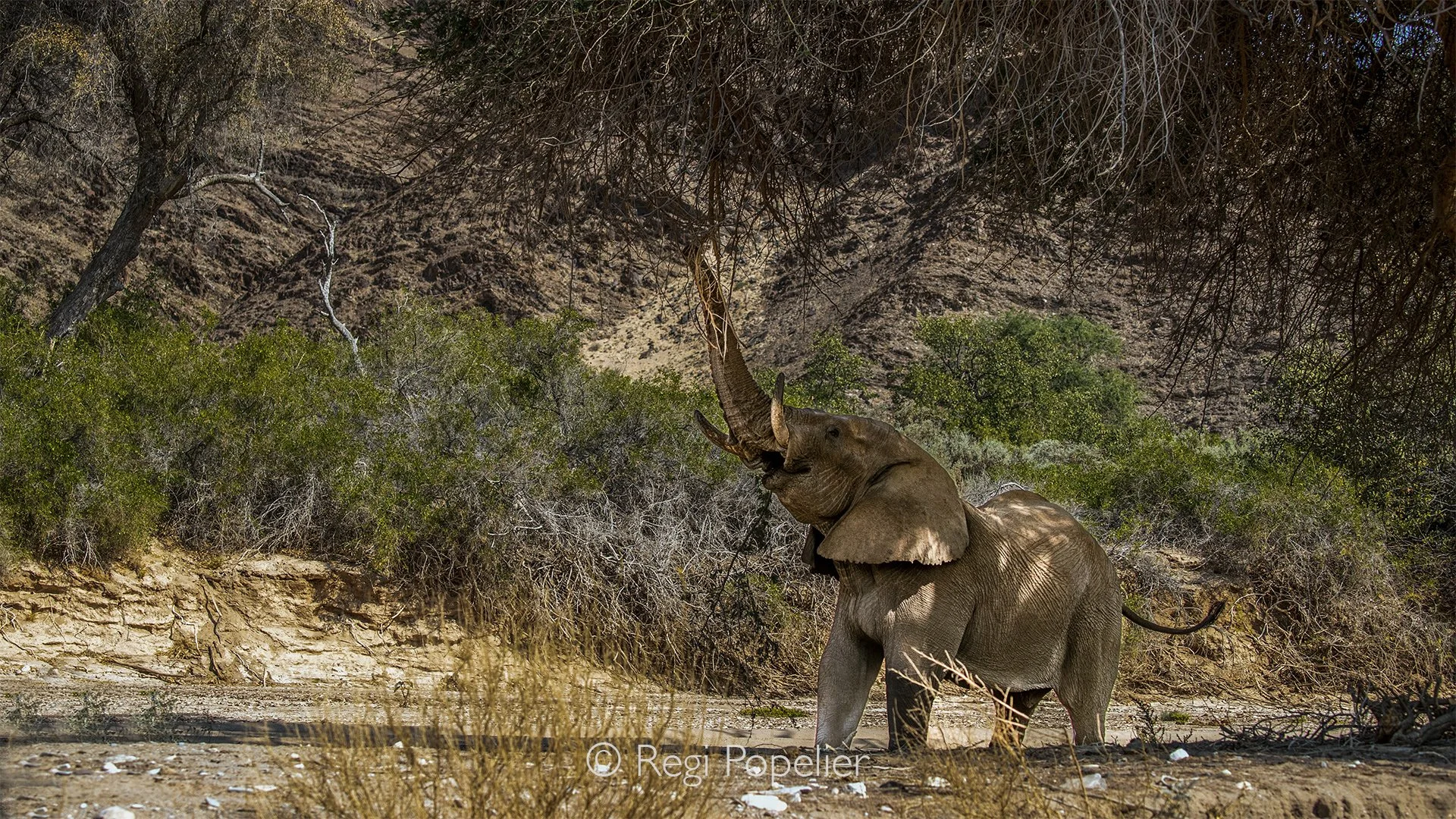 Namibia089 - This raw action shot highlights the intense relationship between the desert bull and the heavily armed acacia. Watching the elephant casually bypass the tree's vicious, bone-hard thorns using its thick, calloused trunk skin is a testamen