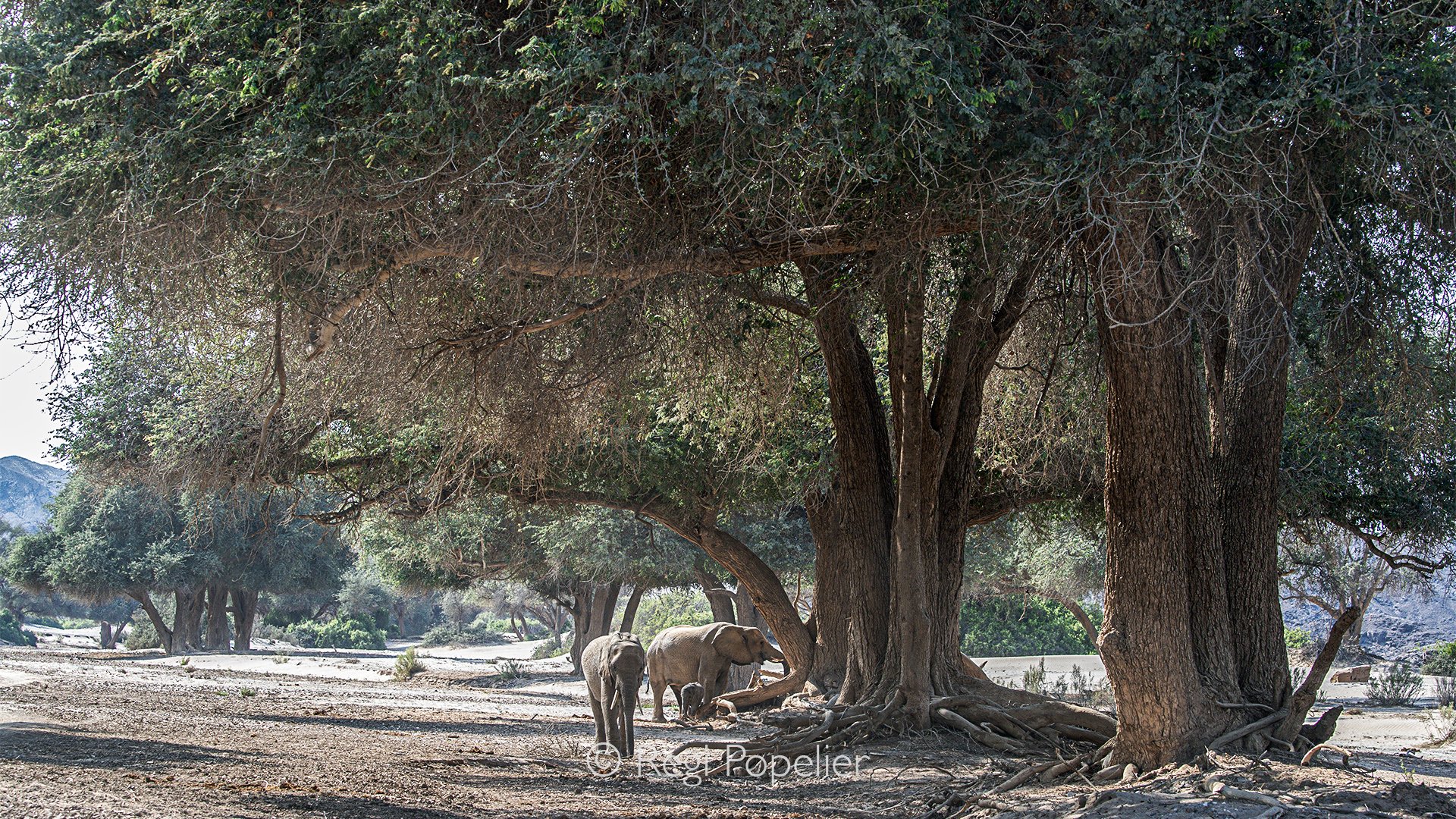 Namibia093 - Capturing this majestic creatures  in their natural, arid habitat fulfills a photographer's ultimate goal.