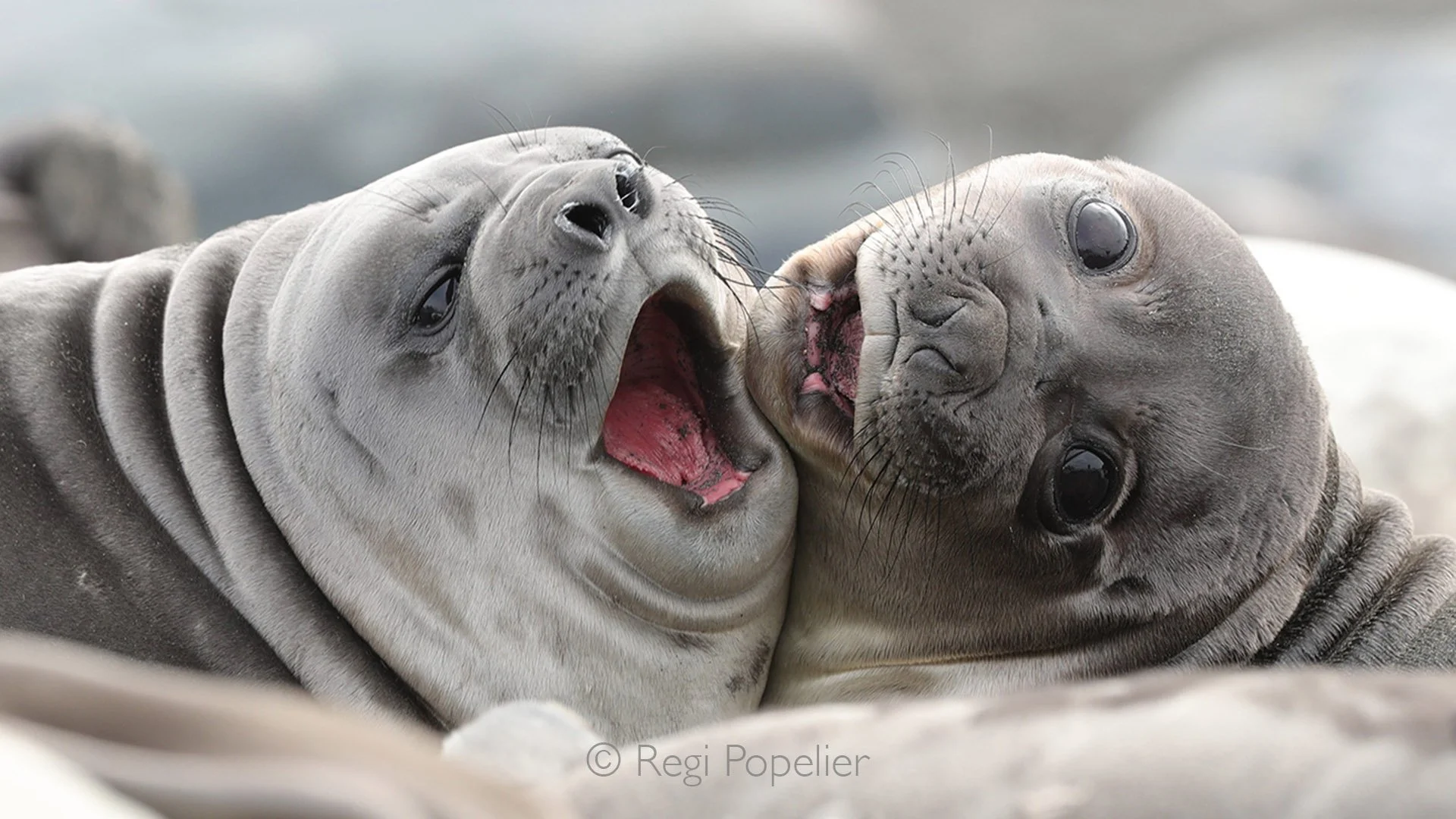 ANT004 - Two elephant seal pups sharing a tender hug on the coastline, a heartwarming moment in the wild.