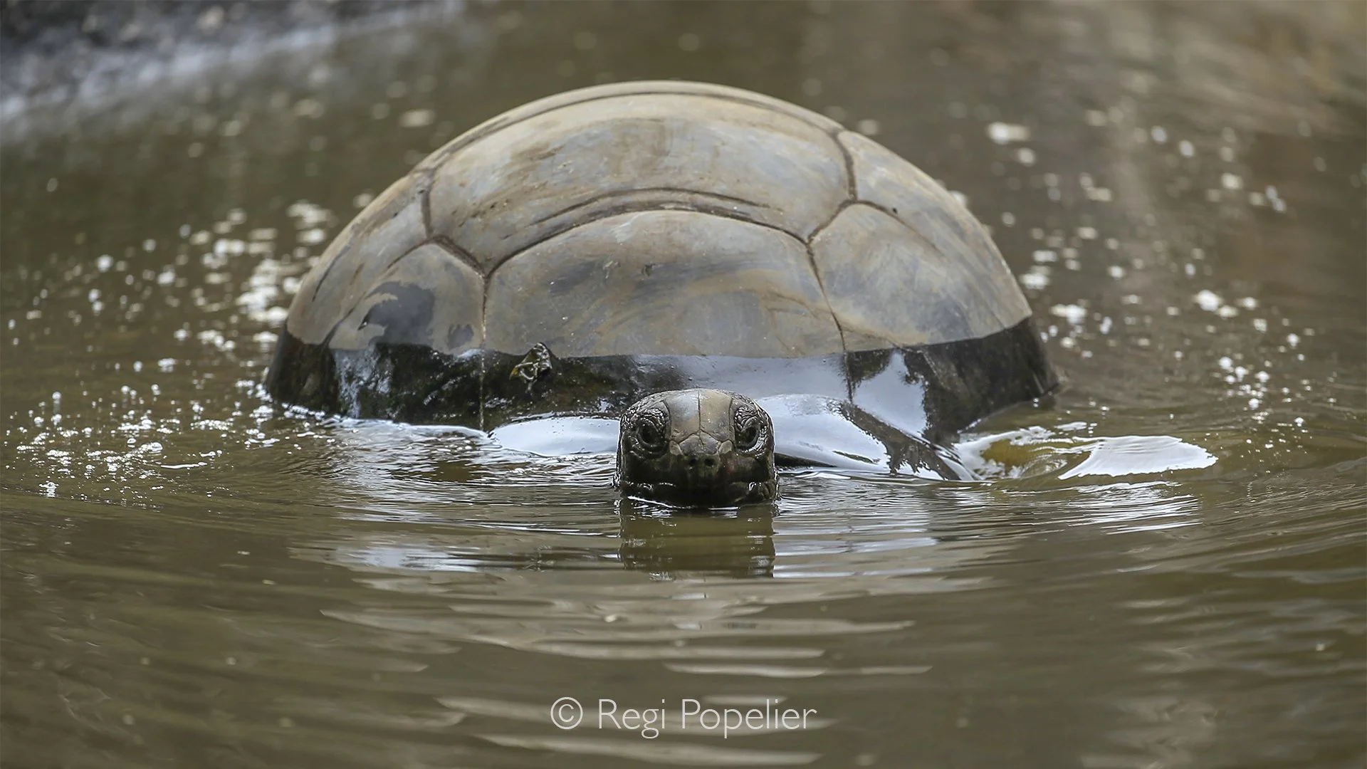 Seychelles010 -  With its head raised above the water, the giant tortoise emerges in quiet dignity, its ancient features reflected in the gentle surface.