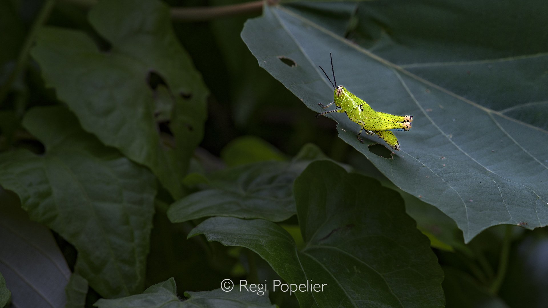 MALAS025 - Long horned grasshopper, beauty in a small body. 