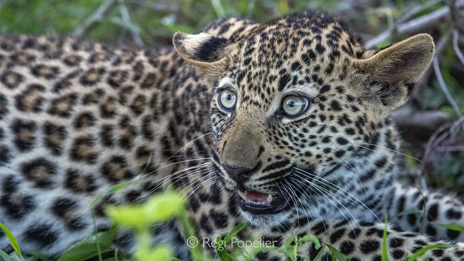 South Africa115 - Its bright eyes betray its presence as it watches the photographer with a mixture of curiosity and caution, studying this strange visitor in its territory.