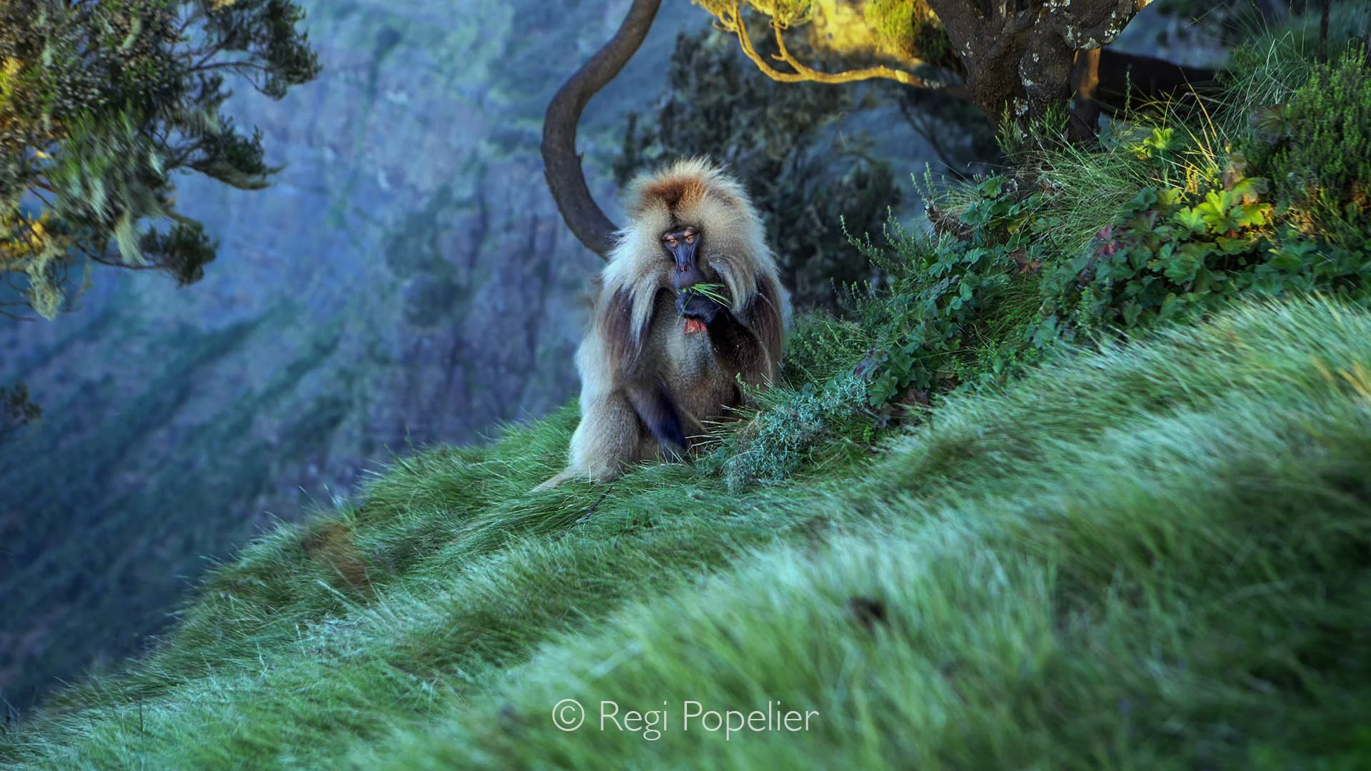 ETH074 - At evening, a male retreats to the mountain rim, seeking safety and vigilance against lurking predators.