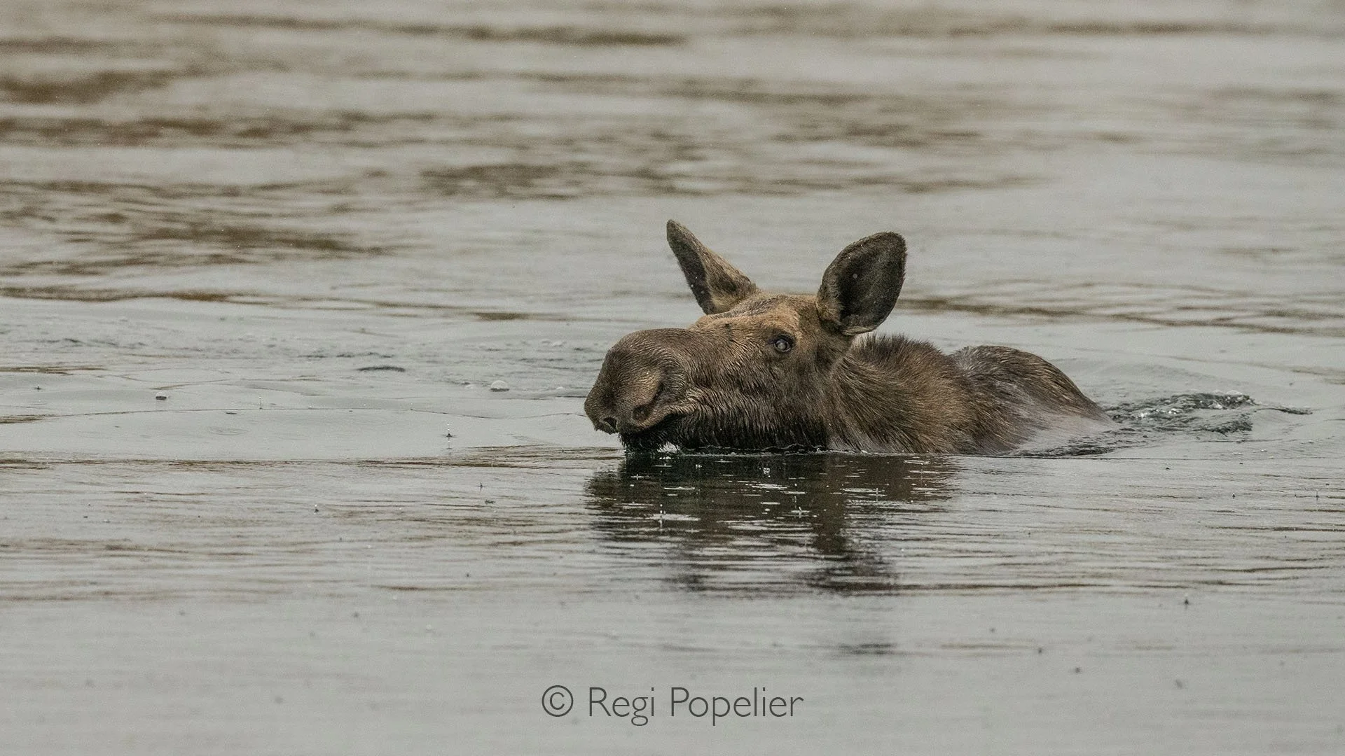 CAN001 - In the early morning light, a female moose moves quietly through the river, her long legs cutting gentle ripples into the glassy surface.