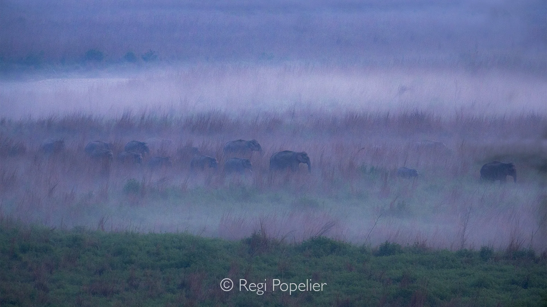 INDIA064 - On their way to the river 