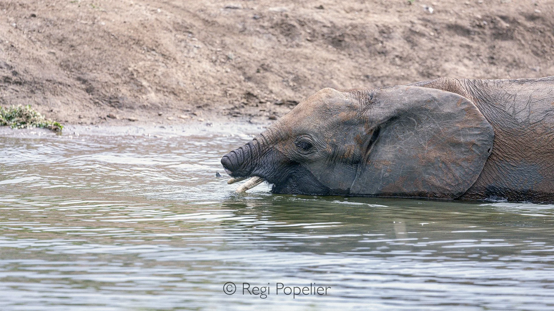 South Africa093 - A young elephant in the water, drinking with a partially missing trunk. Despite this physical challenge, it adapts with remarkable ease, reminding us of the extraordinary resilience of wildlife. This intimate moment becomes a quiet 
