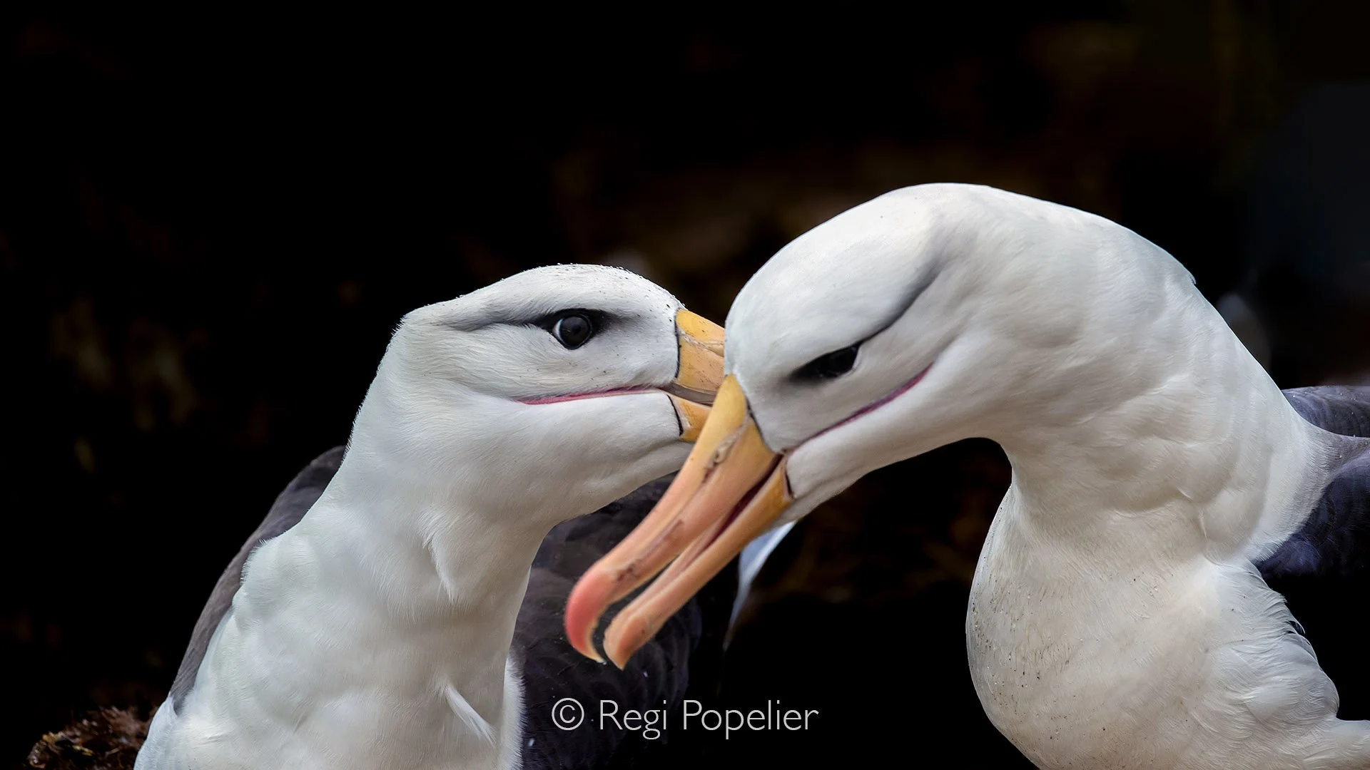 FAL043 - Black browed albatross pair bonding captured in a moment of quiet intimacy. The Rookerie Saunders island. 