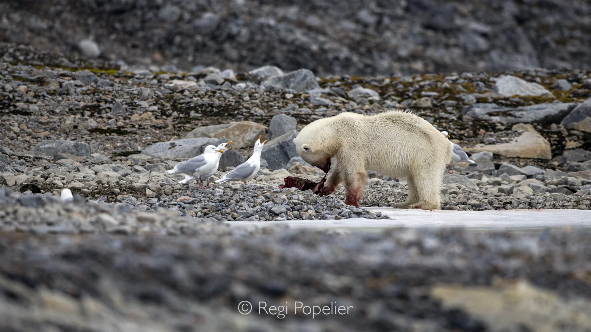 NPOLE049 - A polar bear feeds on a reindeer carcass along the Arctic coast, an important source of nourishment in a challenging environment.