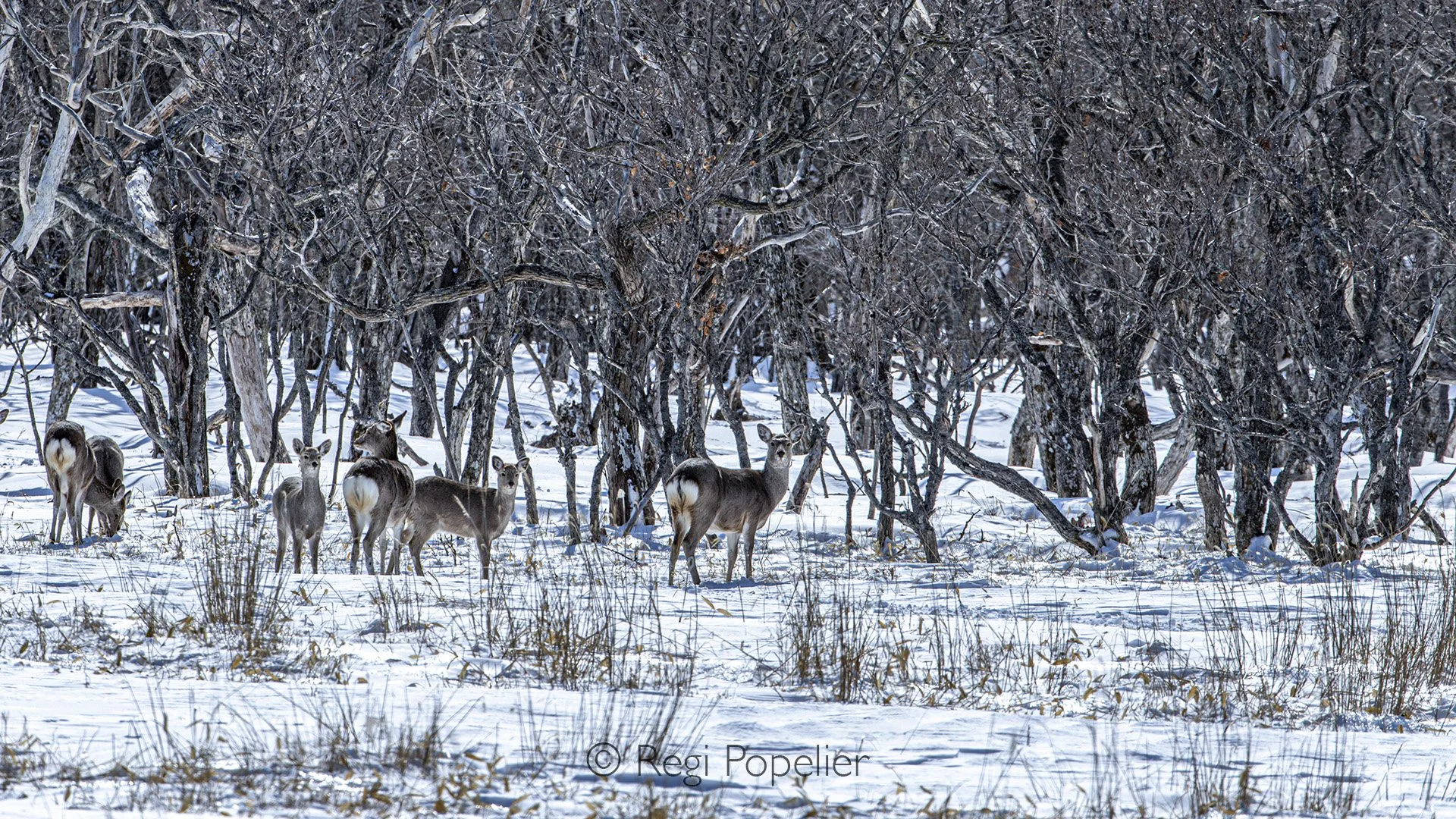 HOK034 - Sika deer in their environment
