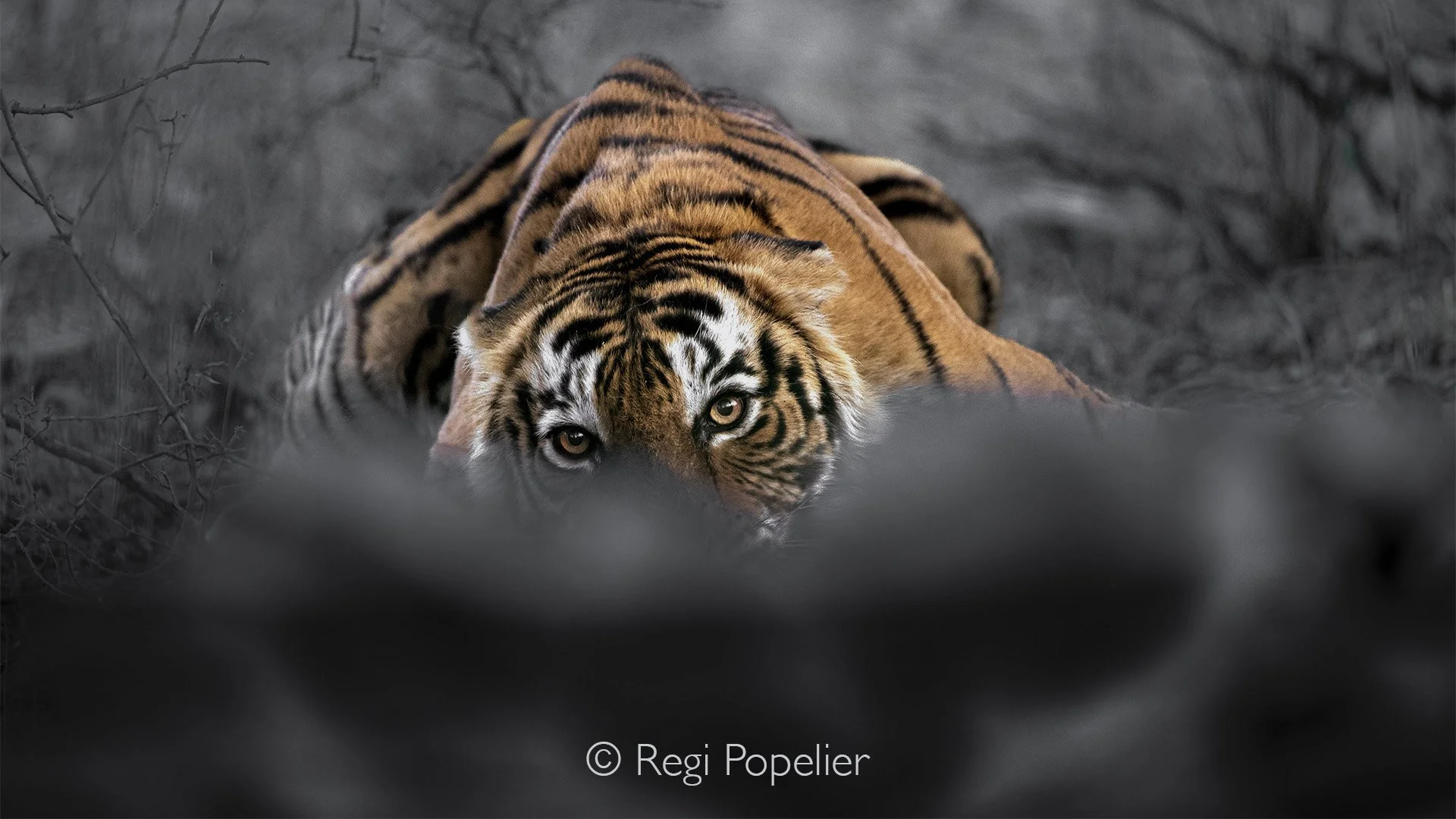 INDIA039 - Danger lurks 