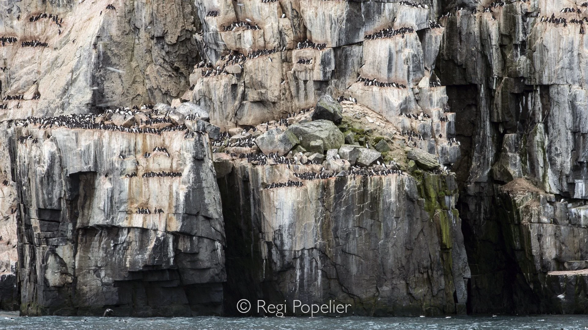 NPOLE069 - Rock formation and nesting place for the many thousands little Auk's breeding there.  