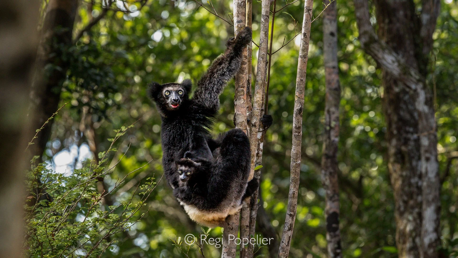 MADA053 - Indri Lemur, (Indri indri)  with baby. Perinet, Madagascar