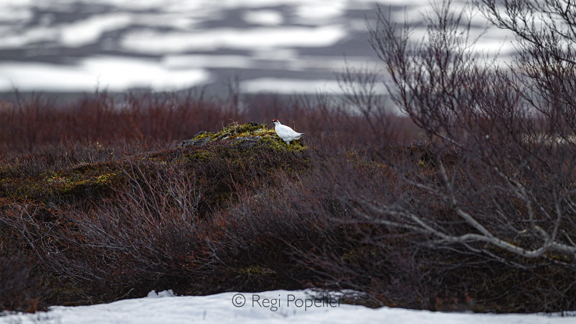 ICEL025 - Blending into purple erica , the Rock Ptarmigan (Lagopus muta), or rjúpa, calls Iceland’s rugged highlands home all year long