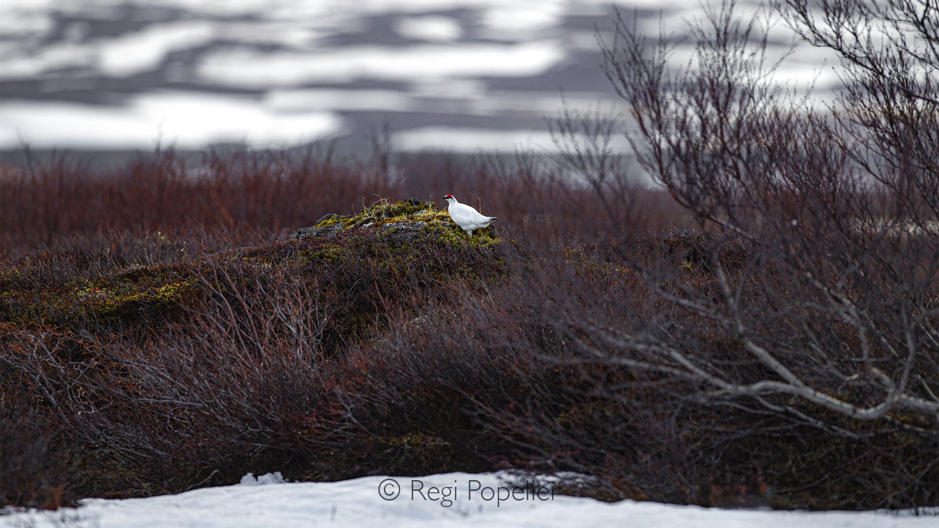 ICEL025 - Blending into purple erica , the Rock Ptarmigan (Lagopus muta), or rjúpa, calls Iceland’s rugged highlands home all year long.